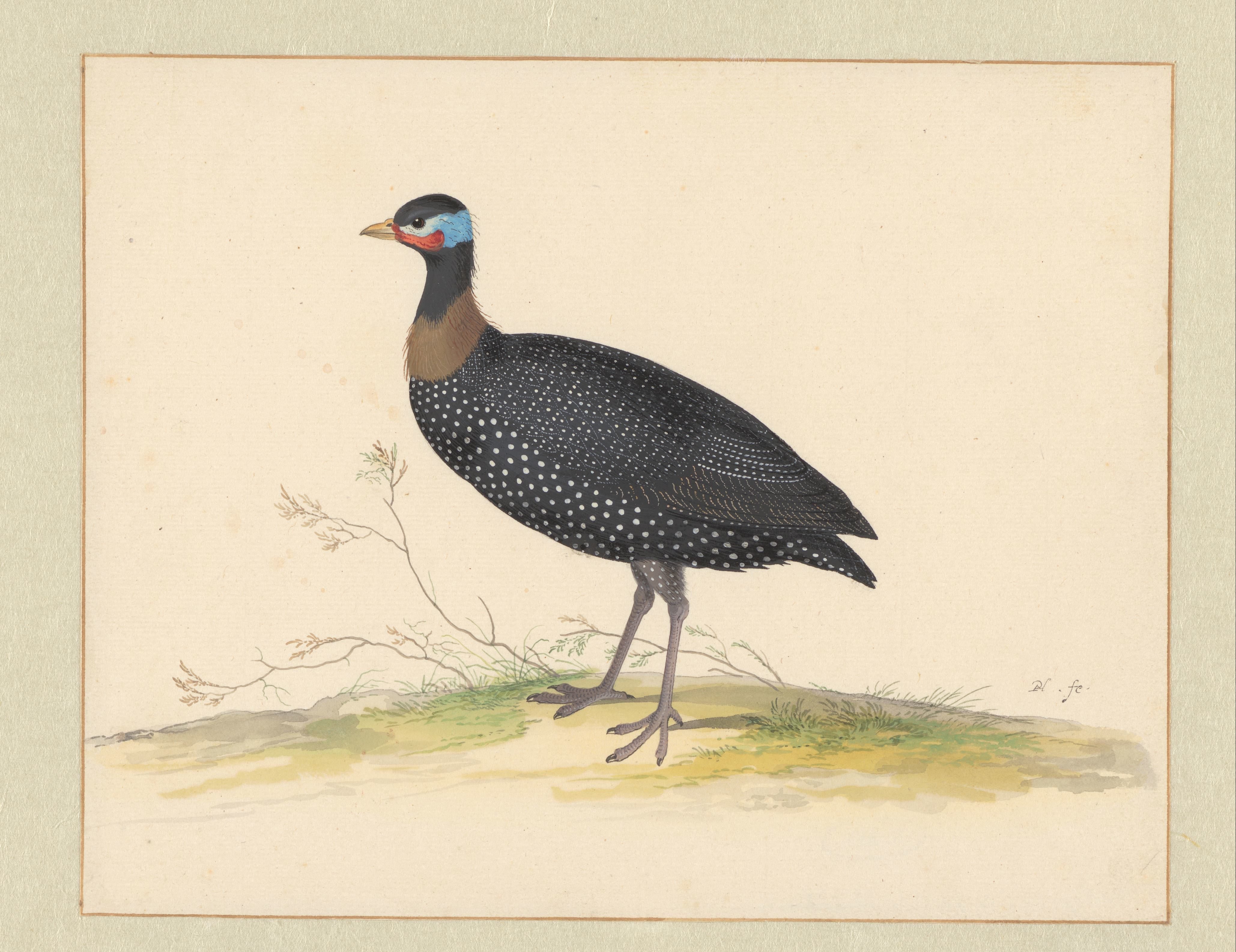 Parelhoen