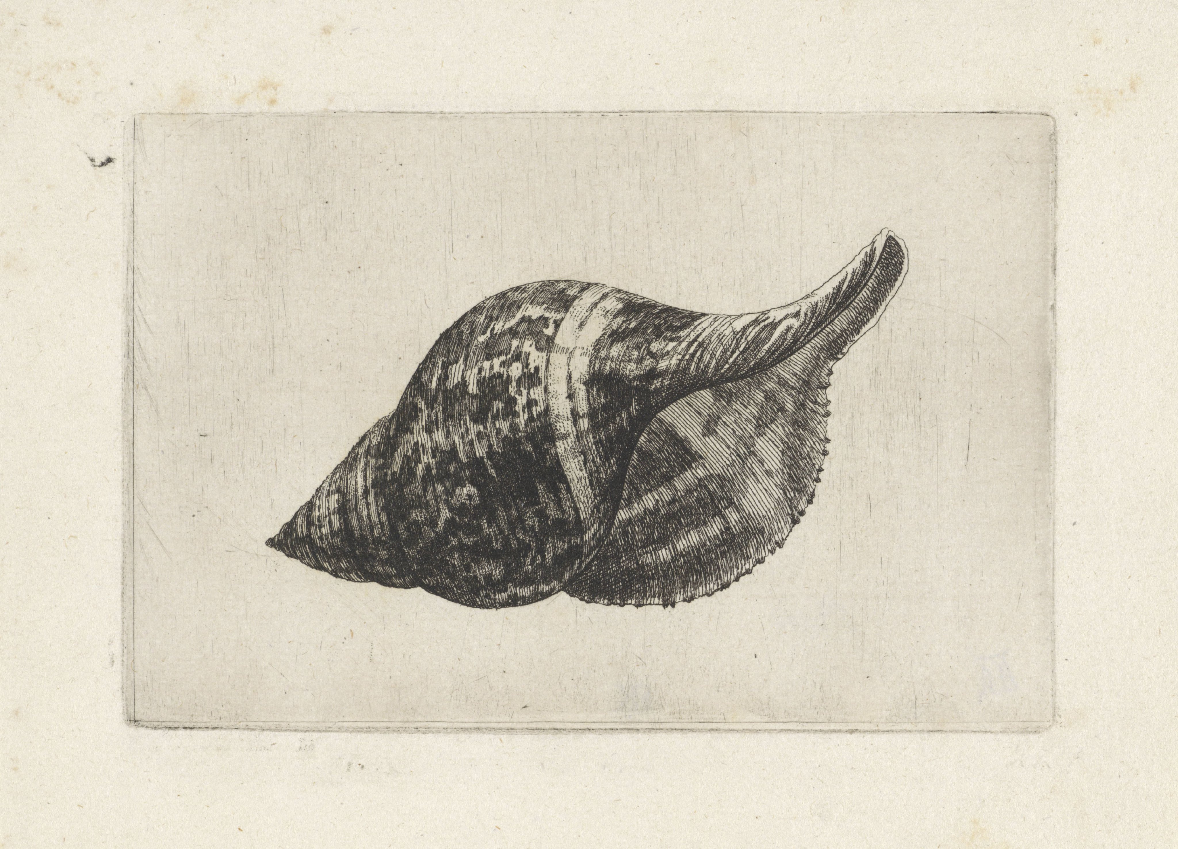 Schelp, fasciolaria tulipa