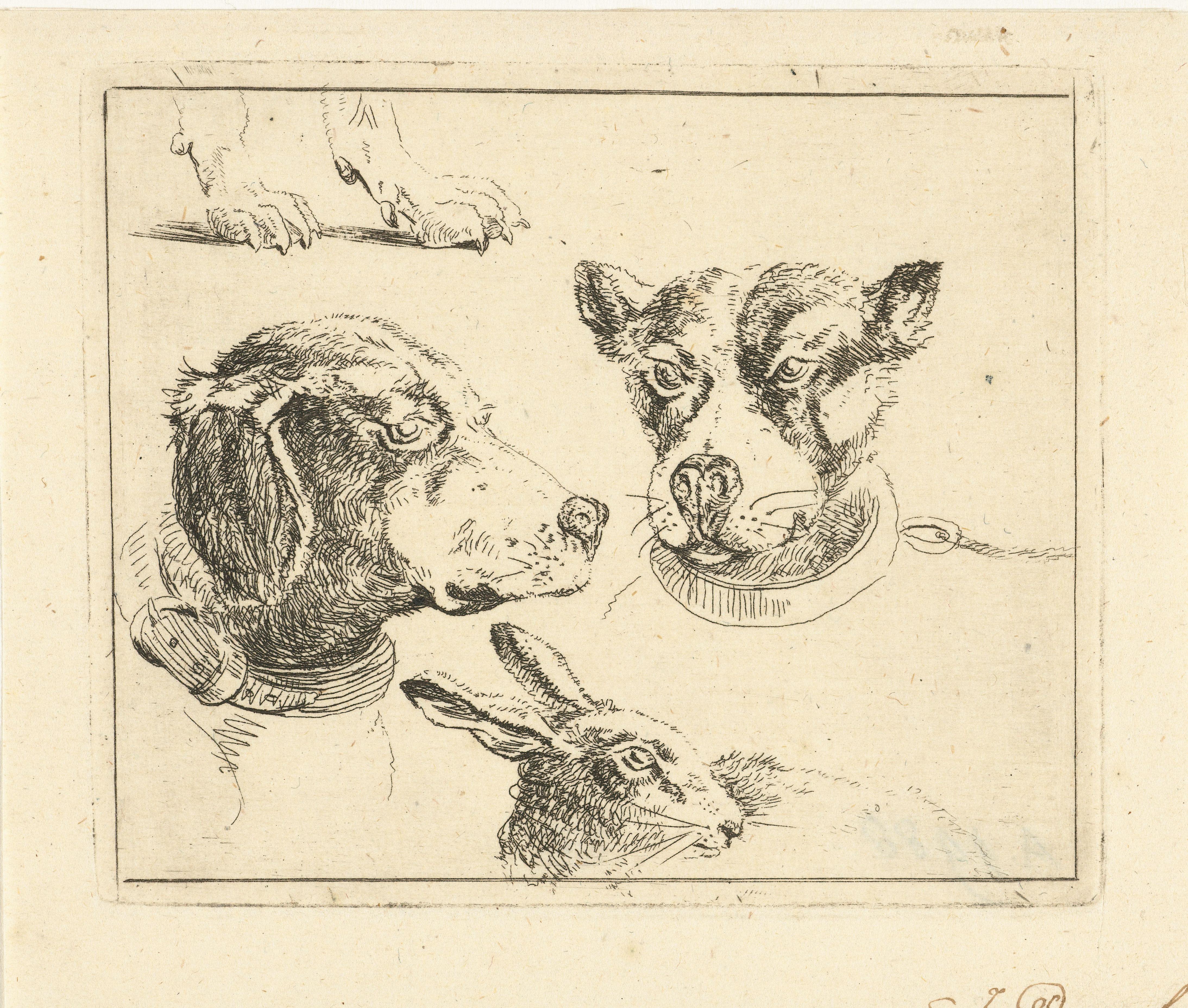 Studieblad met twee hondenkoppen, poten van hond en kop van haas