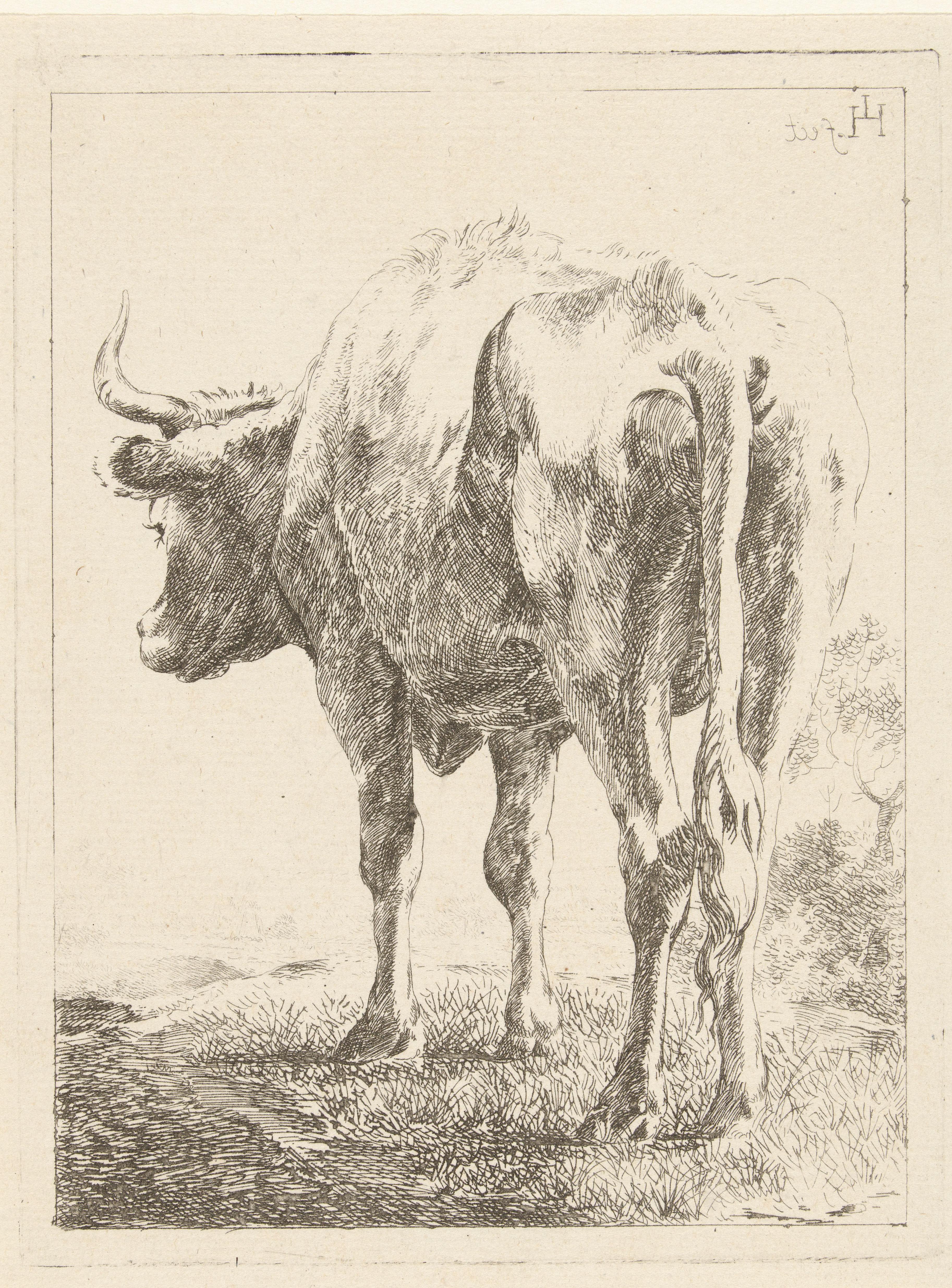 Koe in een landschap