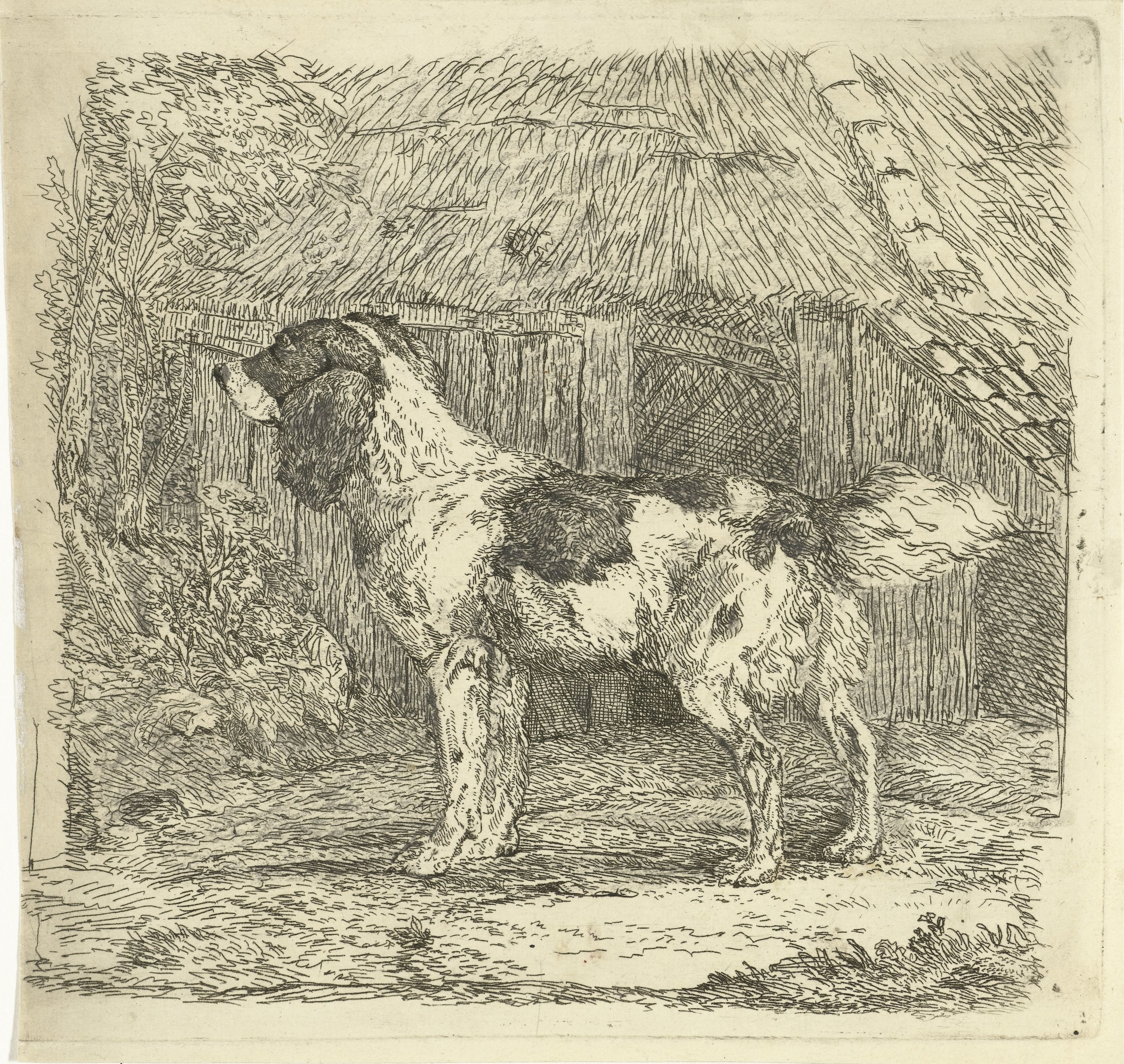 Hond staand bij hok