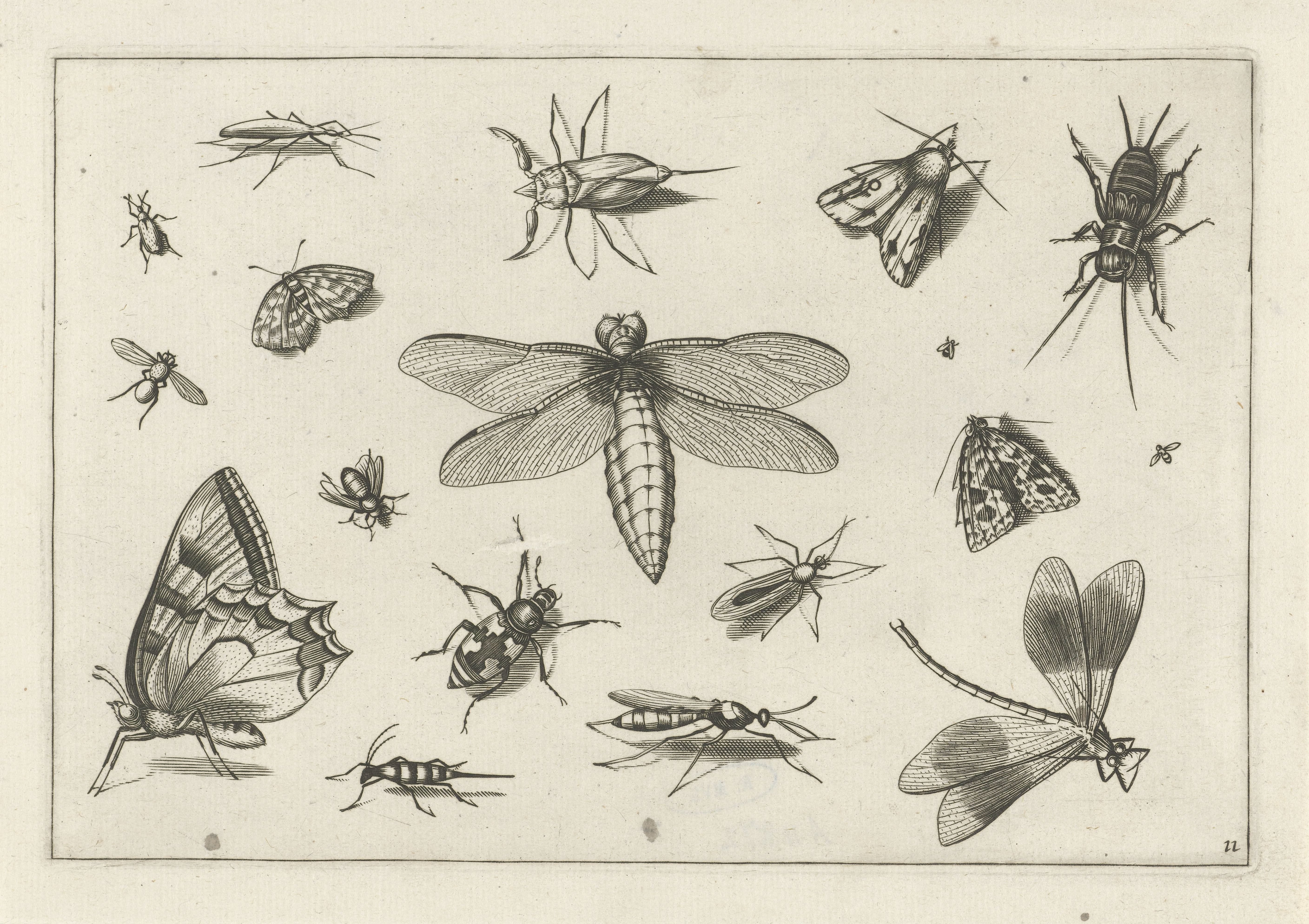 Insecten