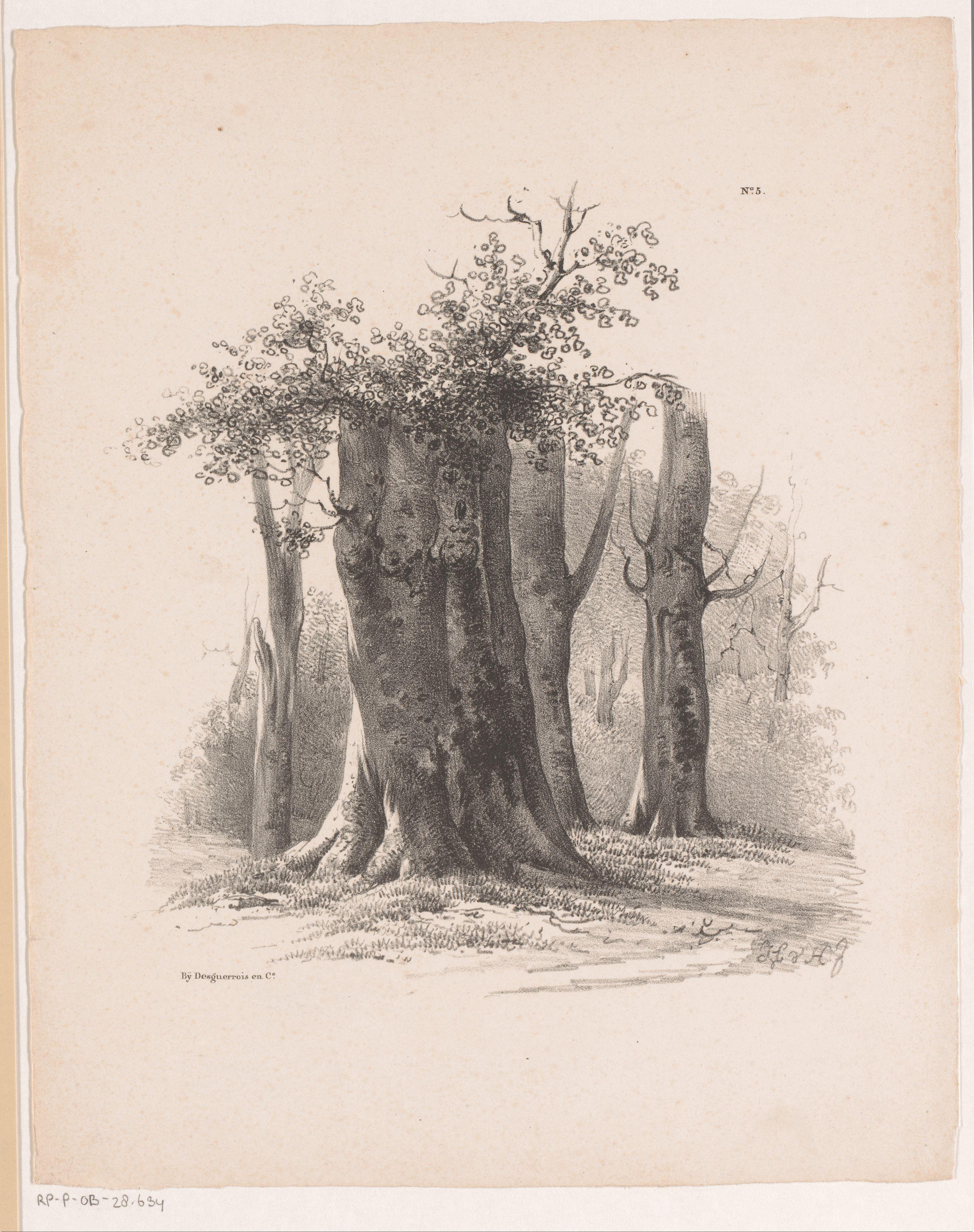 Bomen in een bos