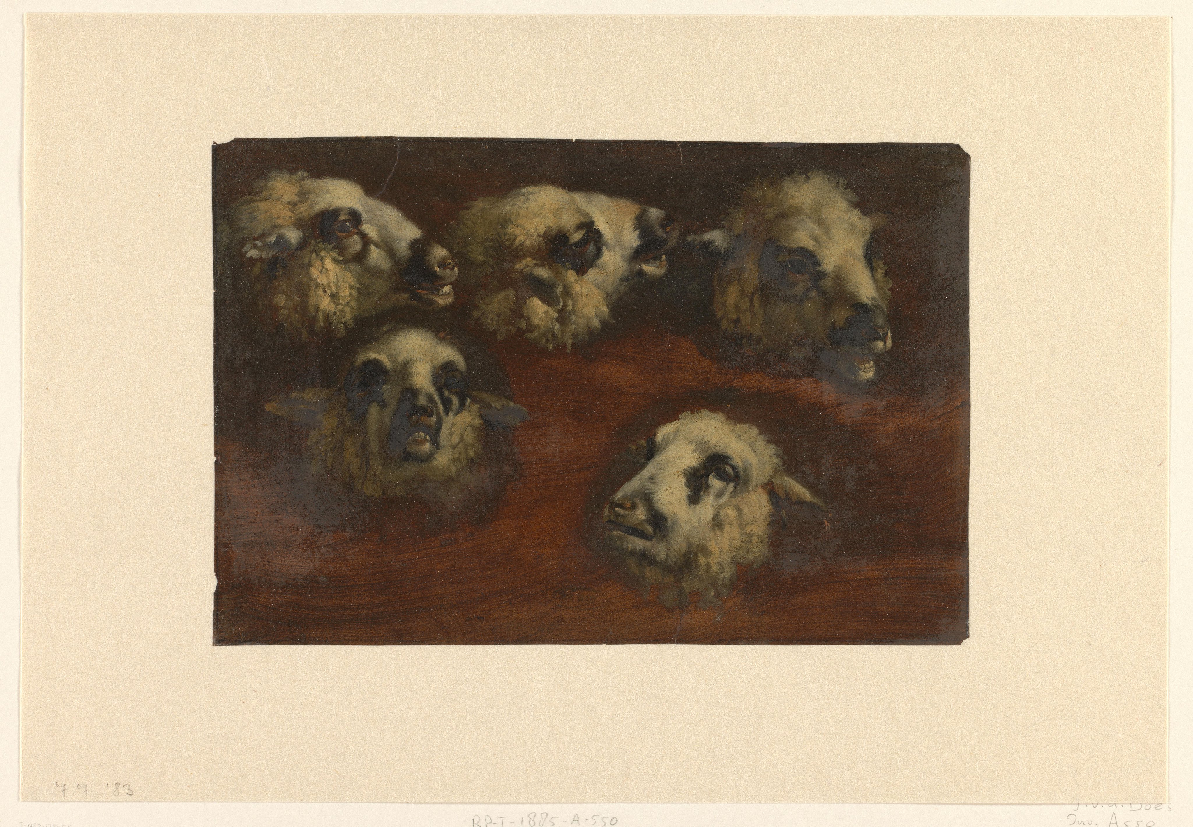 Five Studies of the Head of a Sheep