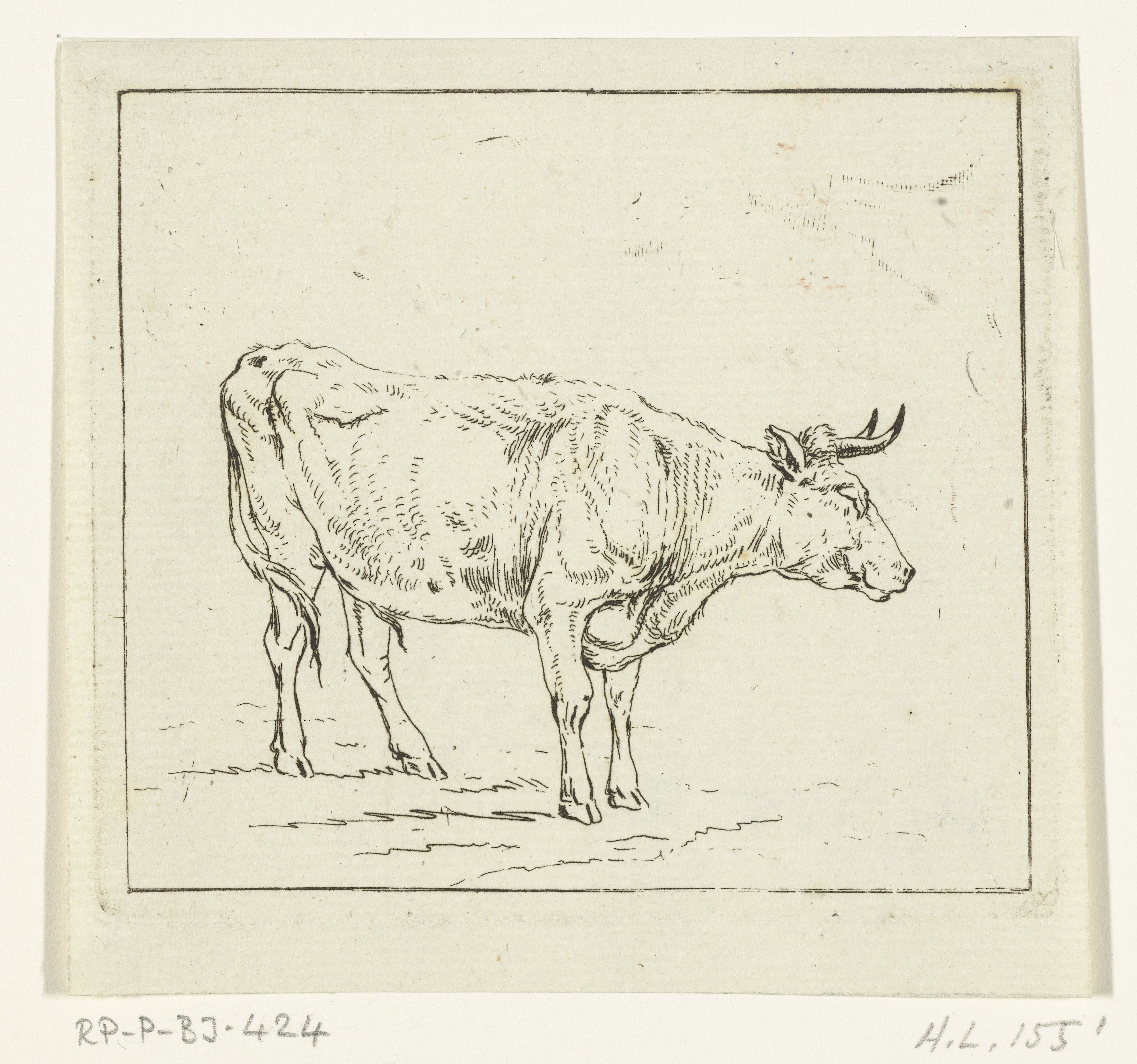 Stier staand, naar rechts