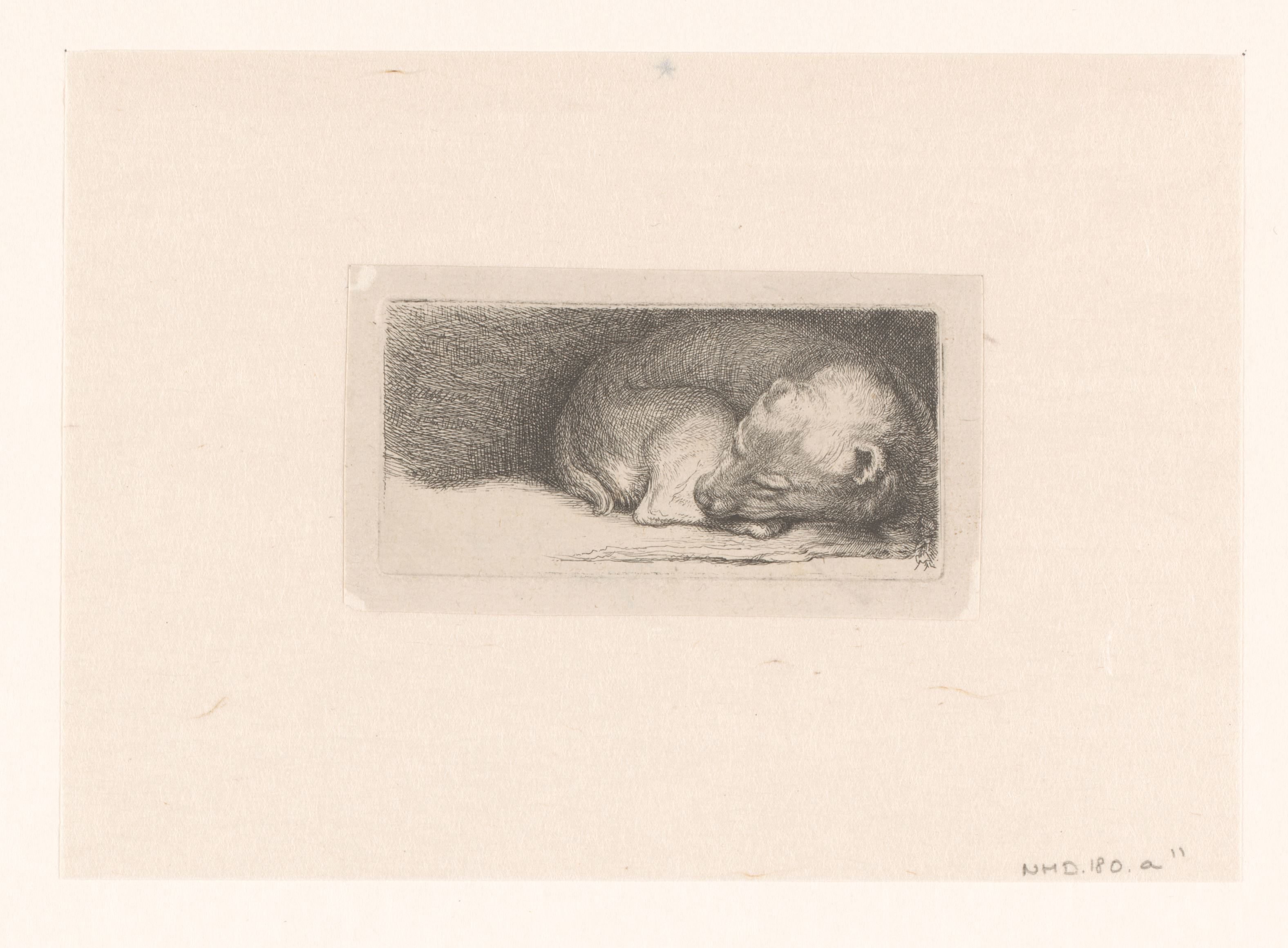 Sleaping puppy