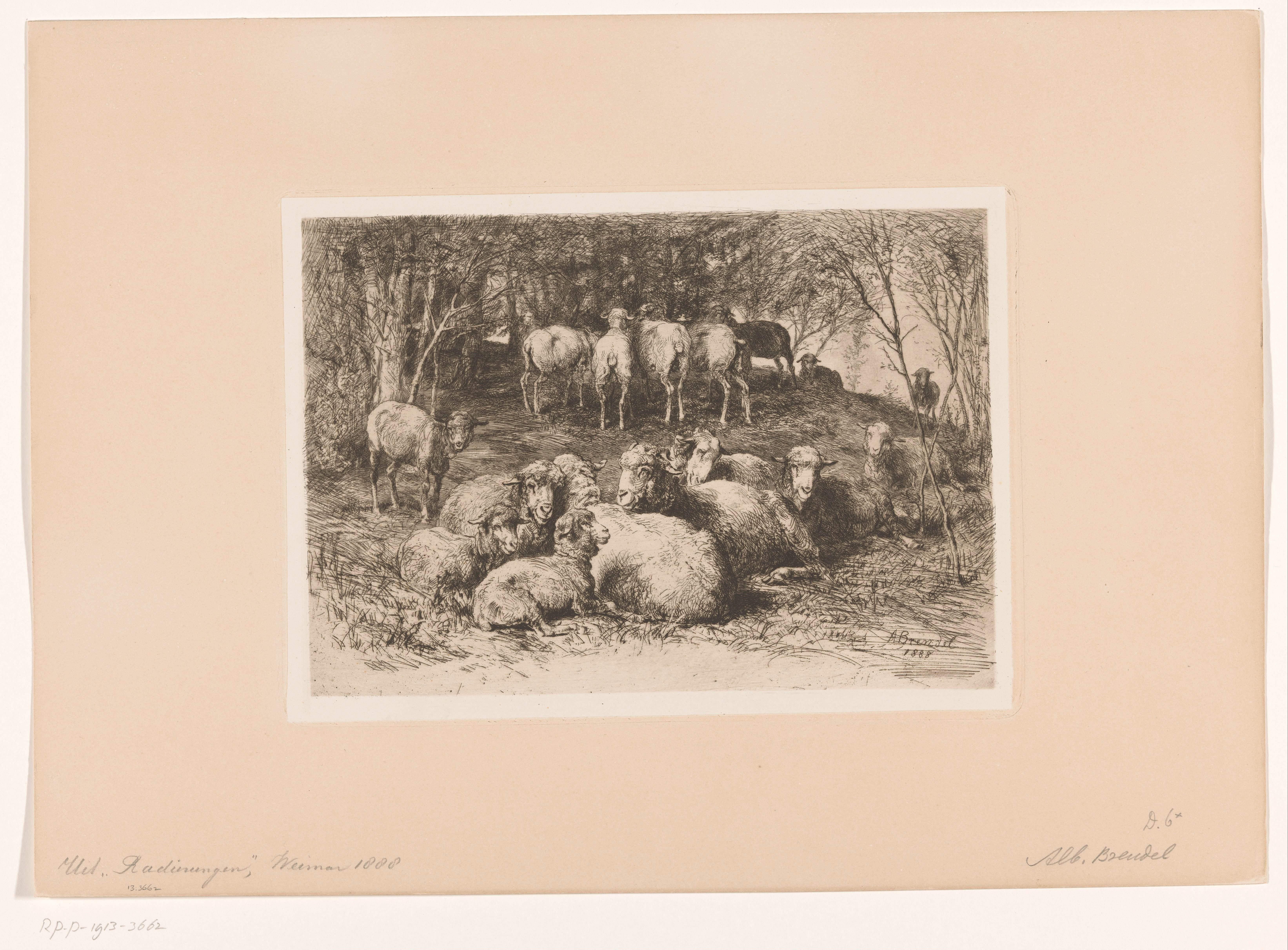 Schapen in een bos