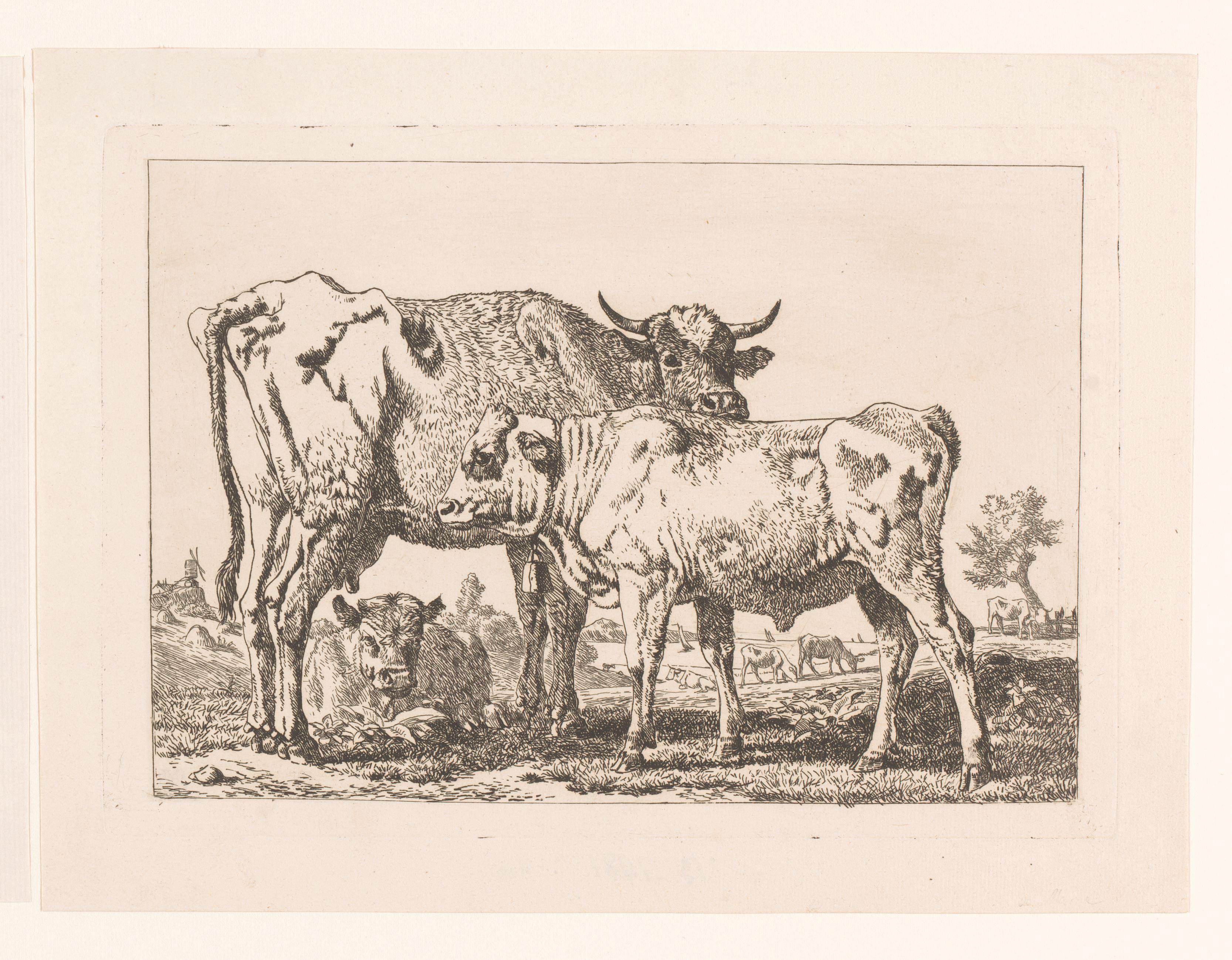 Koeien en een kalf met bel om de hals