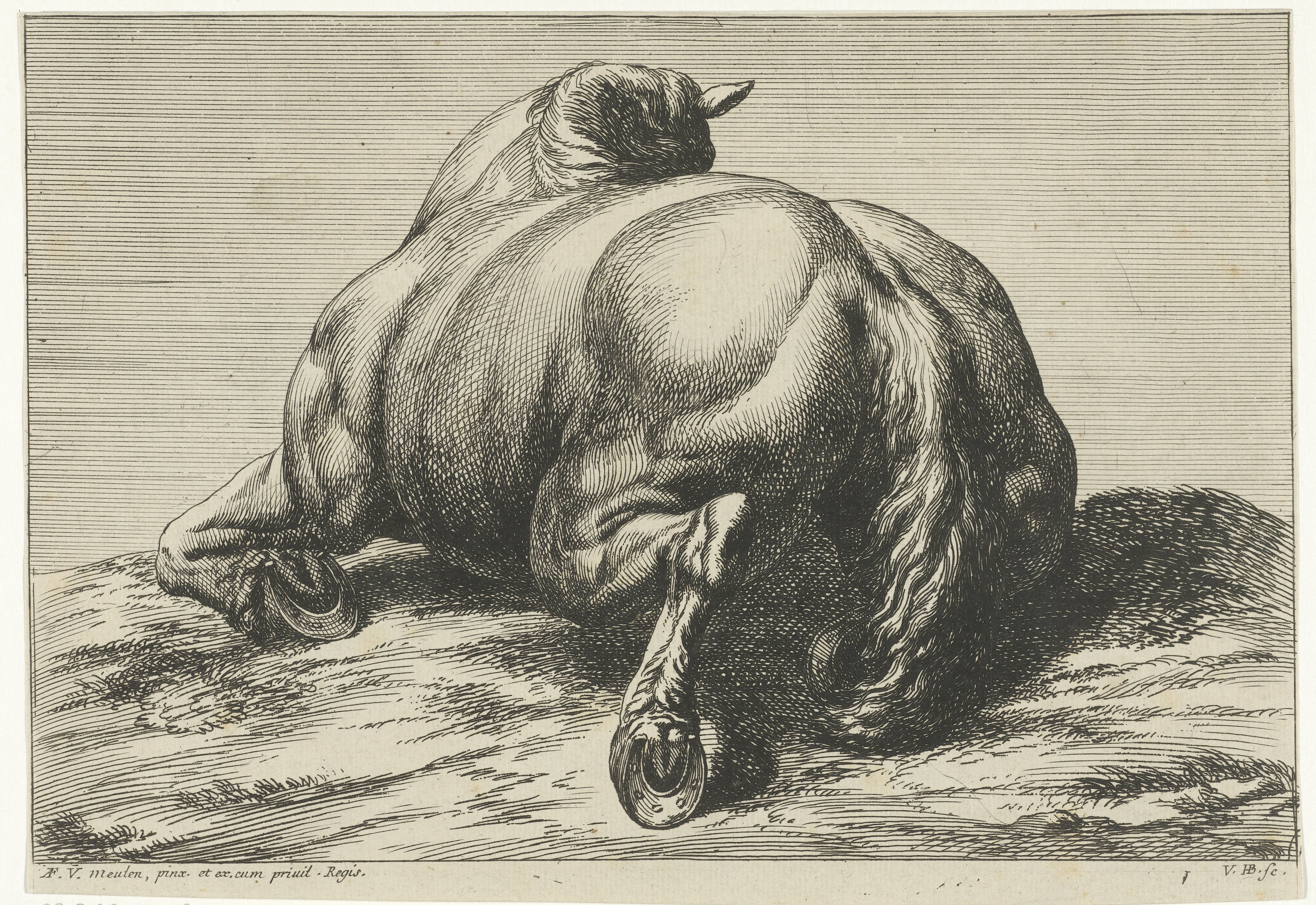 Gesneuveld paard op de buik van achter gezien