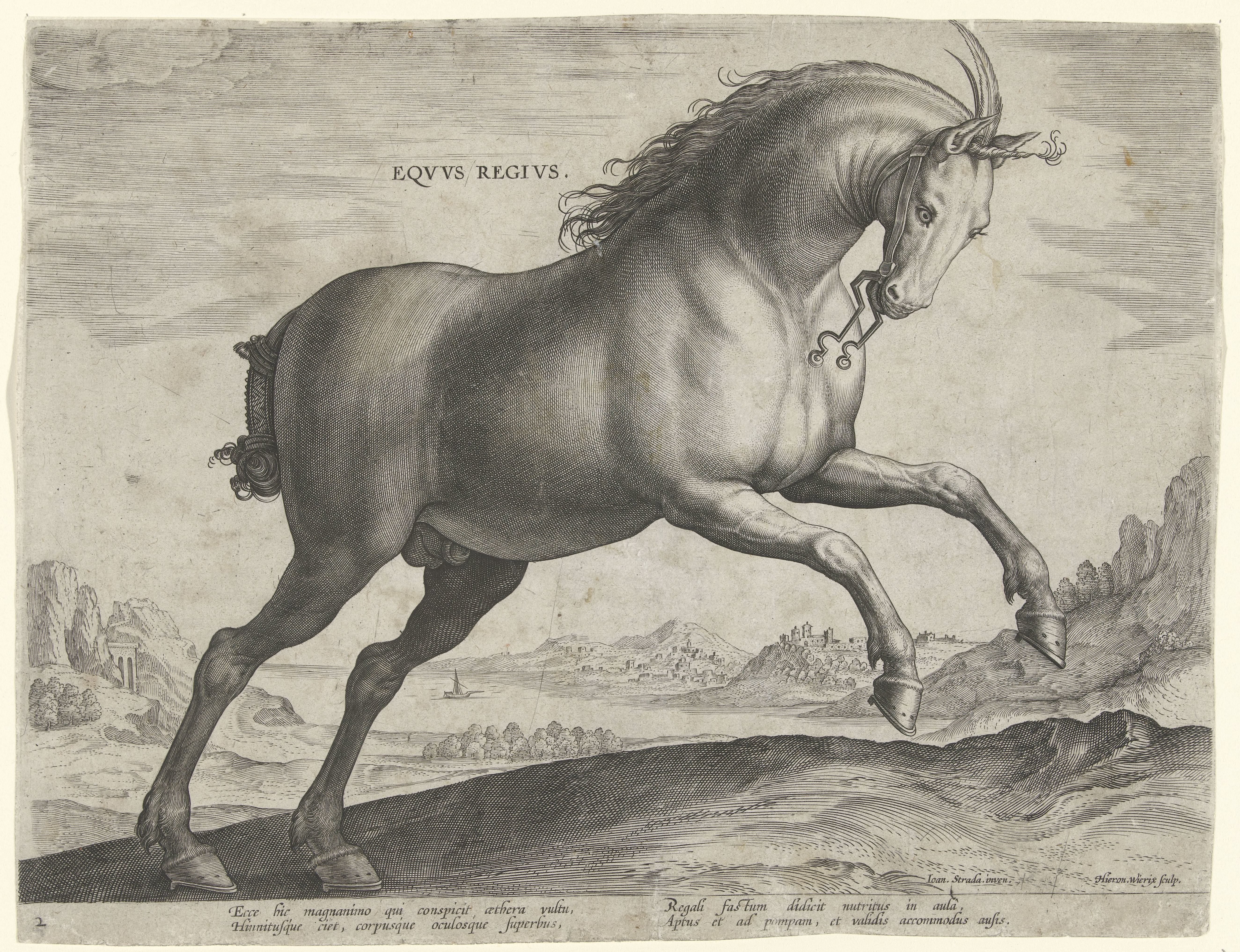 Paard van het ras Equus Regius (de Koninklijke)