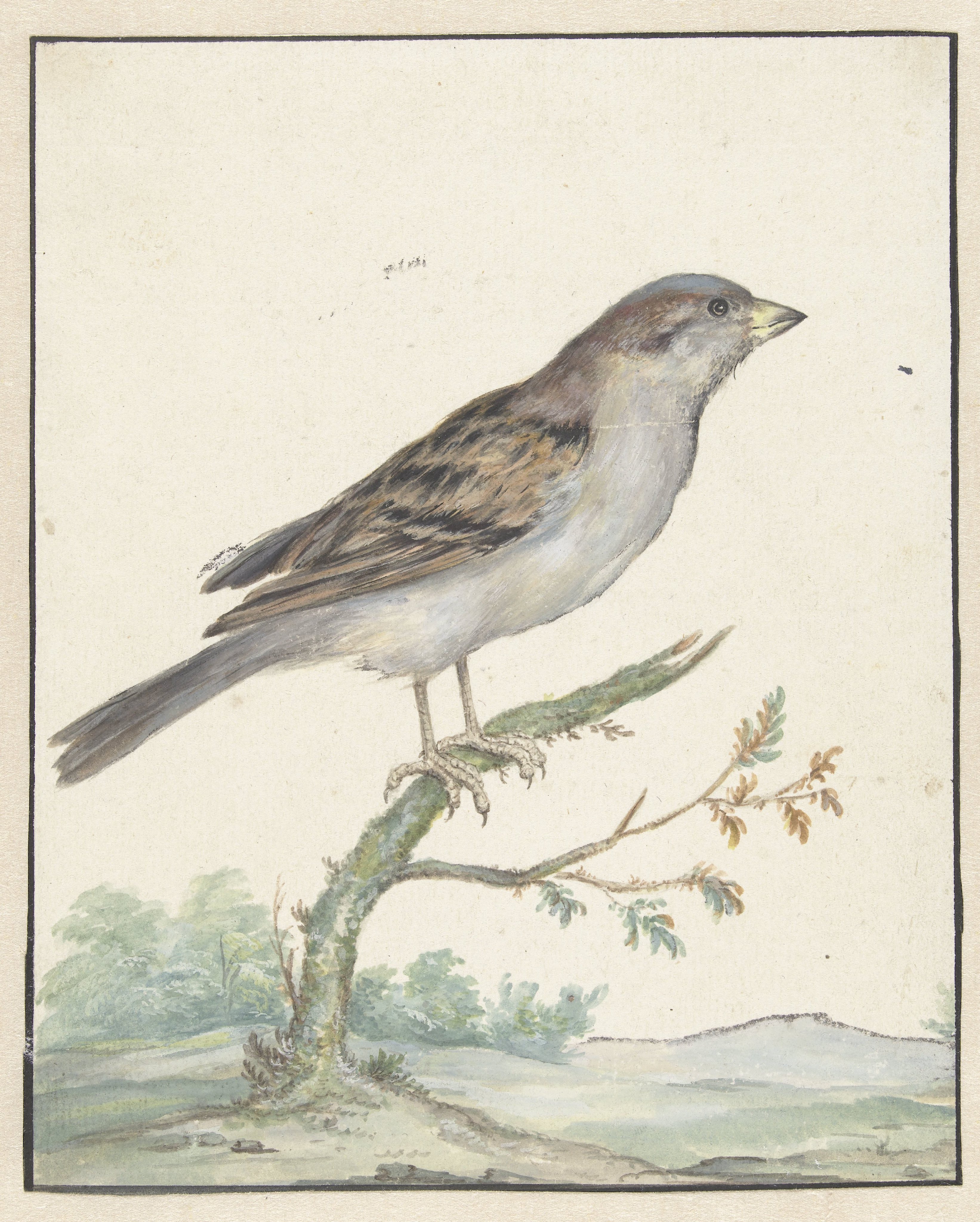 Huismus