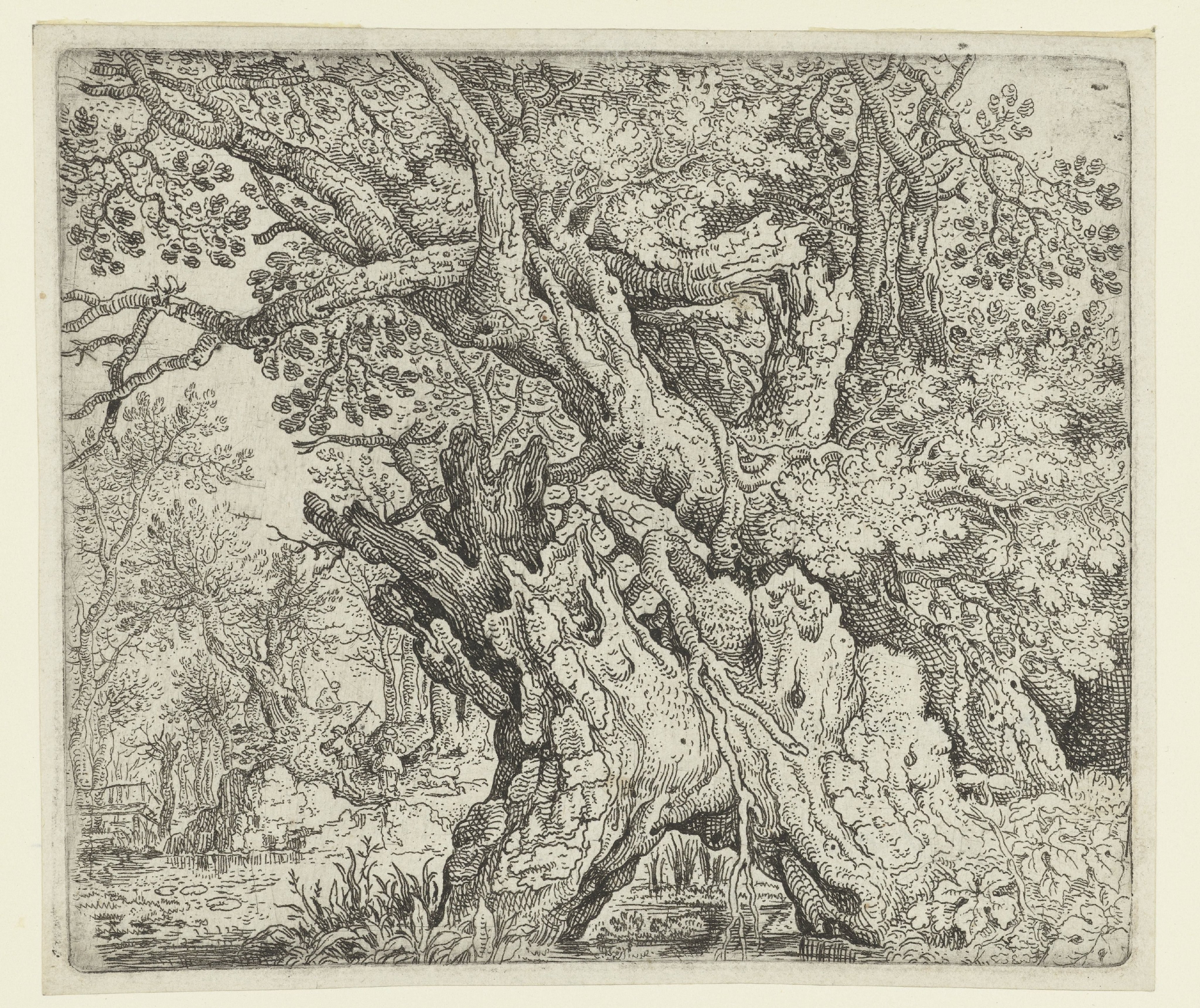 Gnarled Trees near the Water