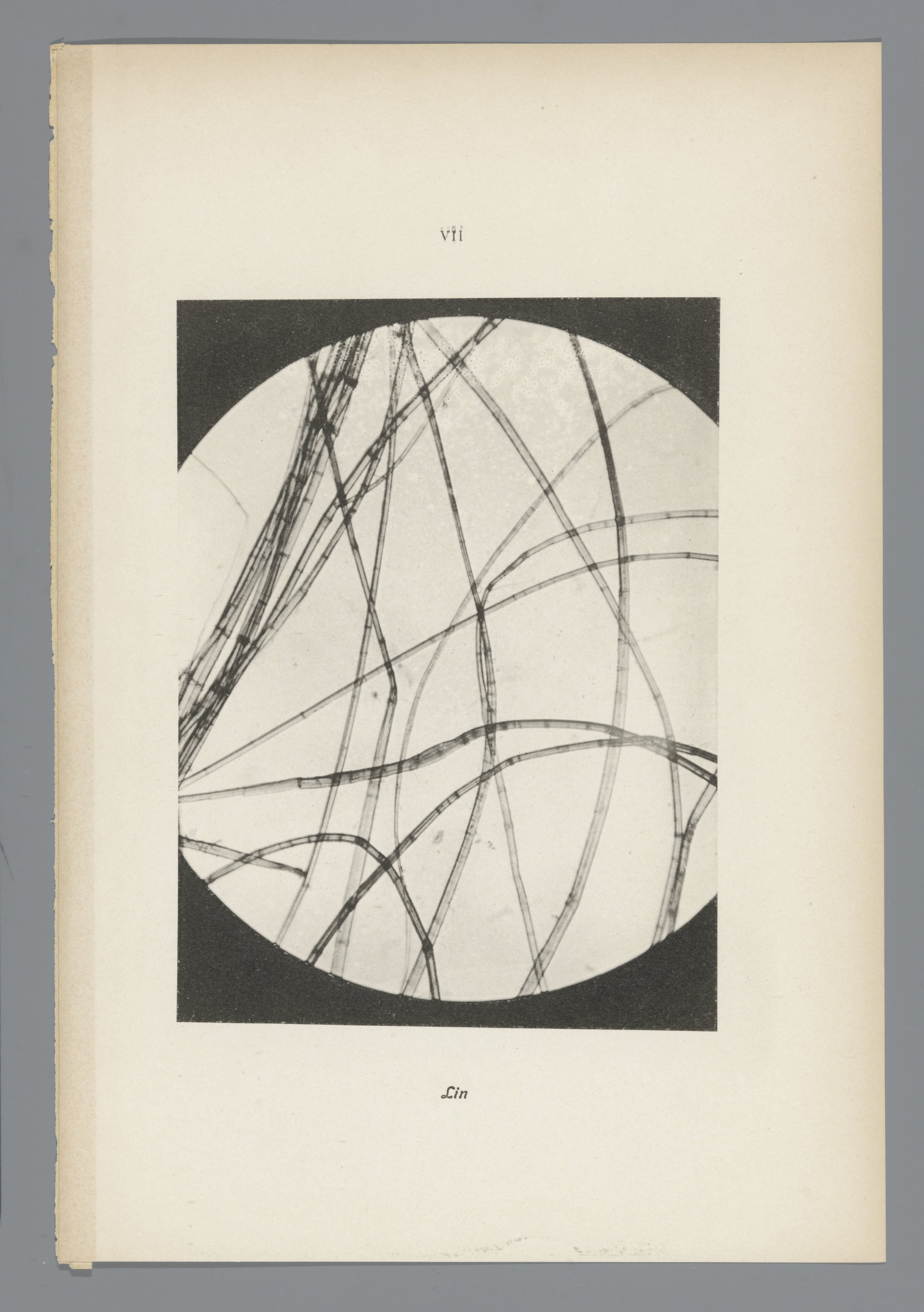 Microfoto’s van papiervezels