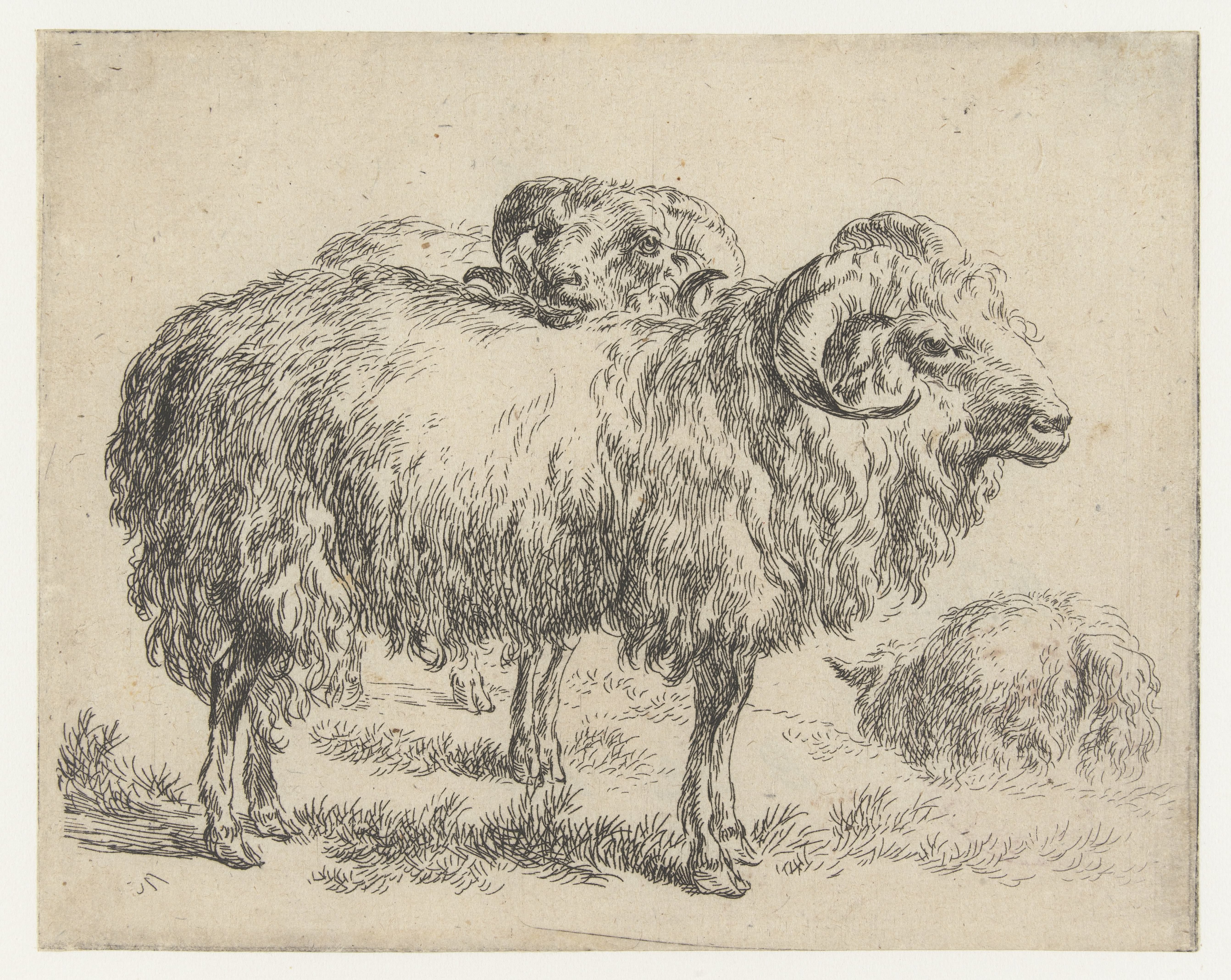Twee rammen en een schaap