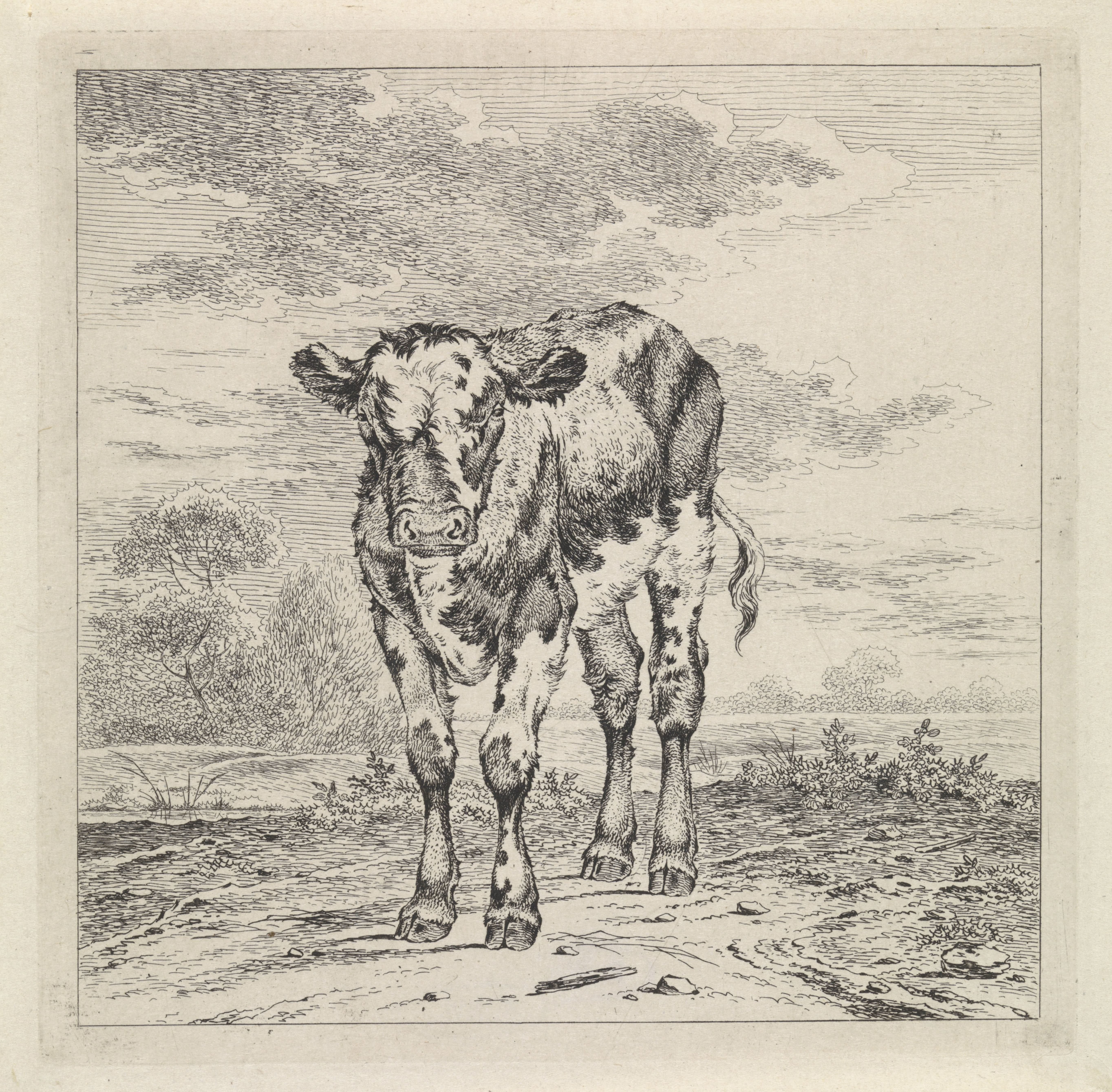 Landschap met kalf