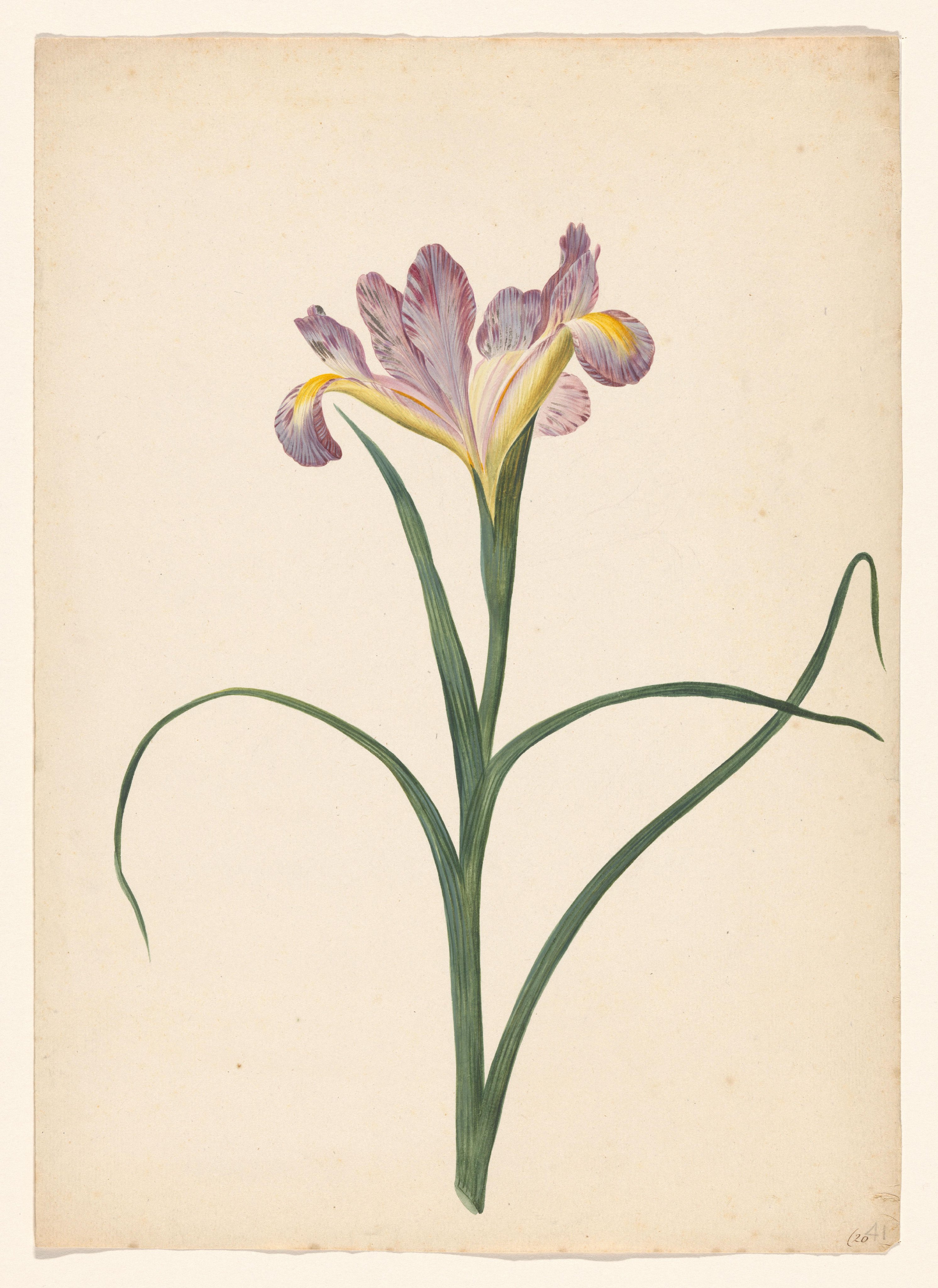 Roze iris