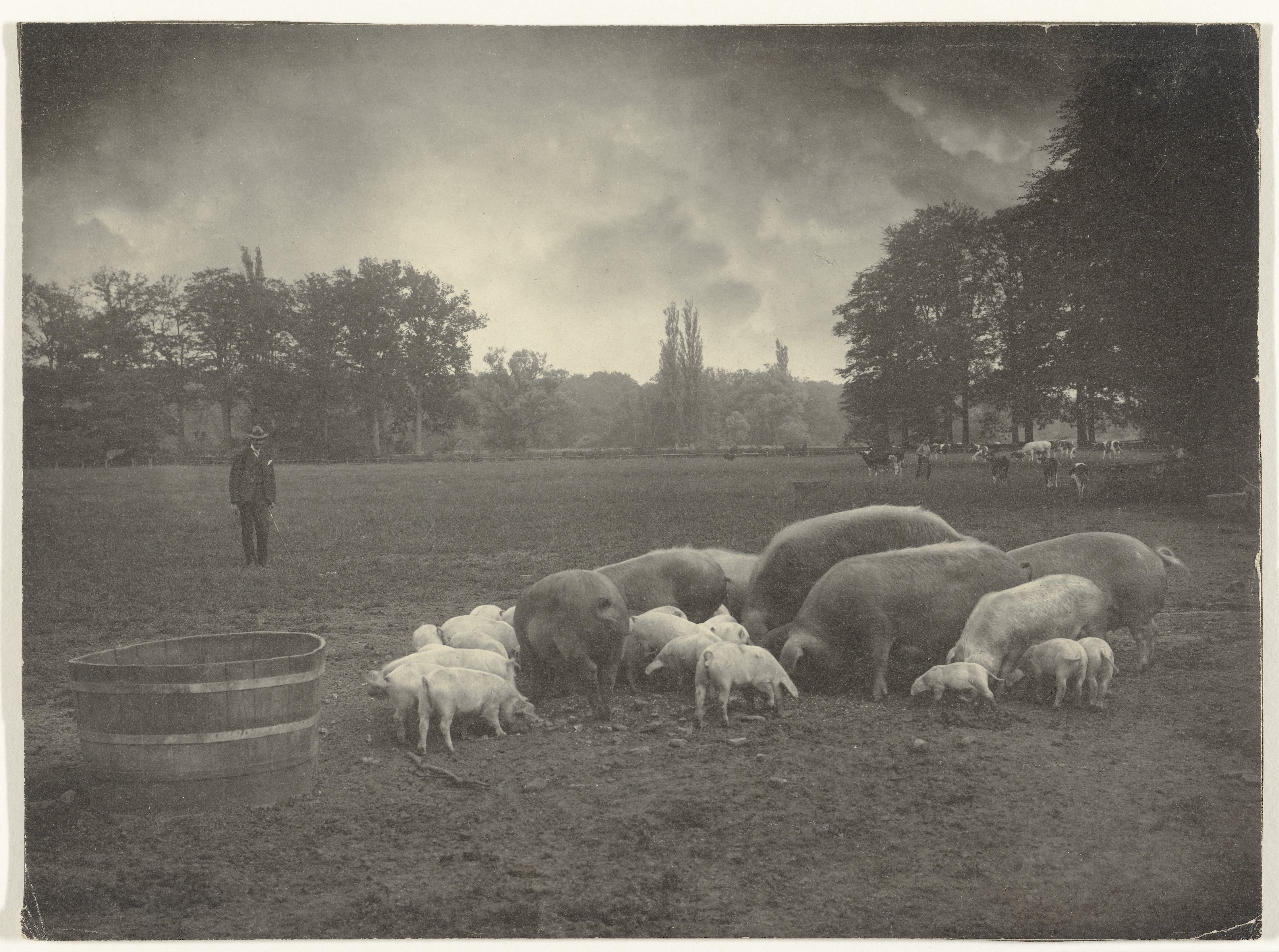 Varkens en koeien in een weiland op het landgoed Twickel in Delden