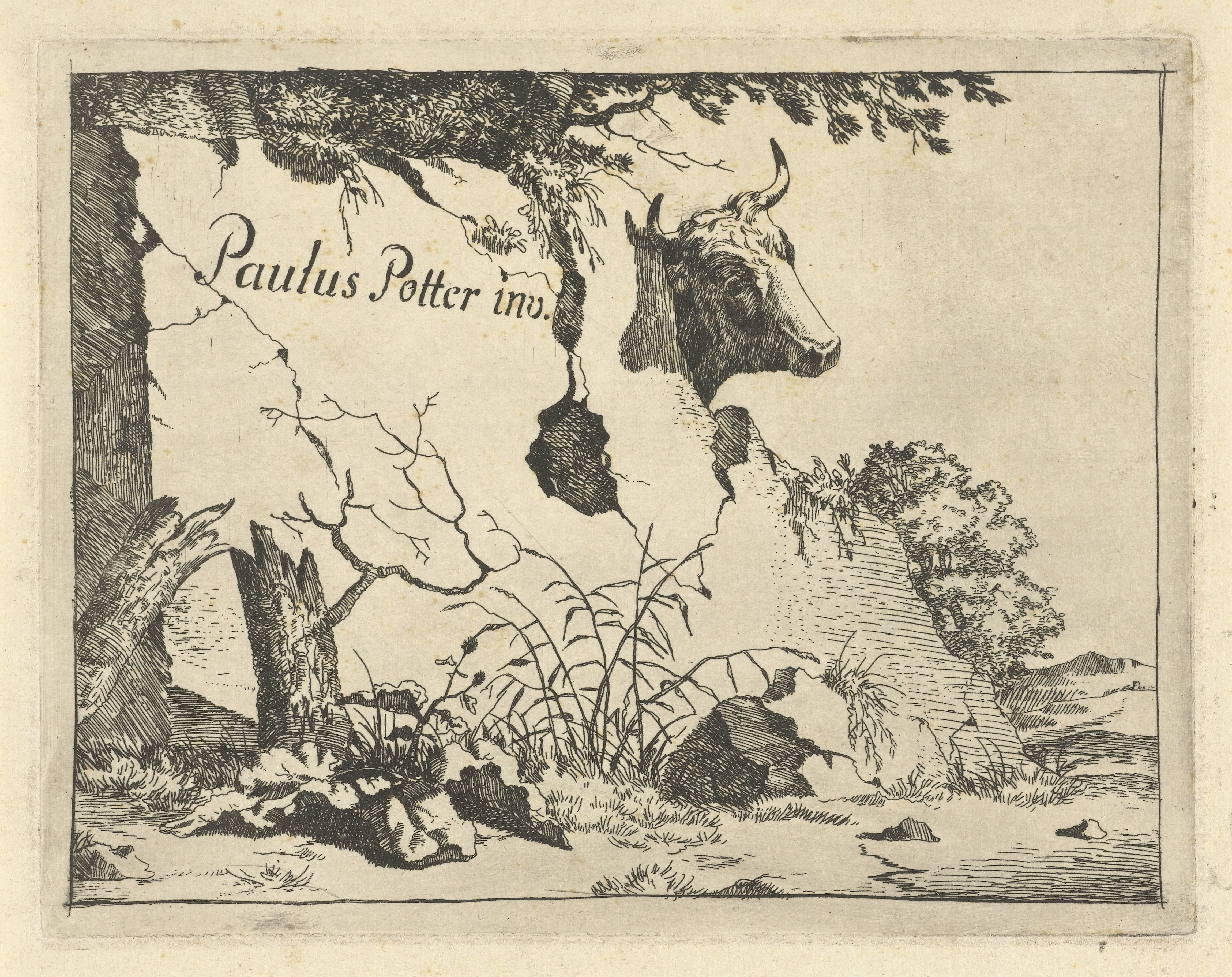 Kop van rund achter rots