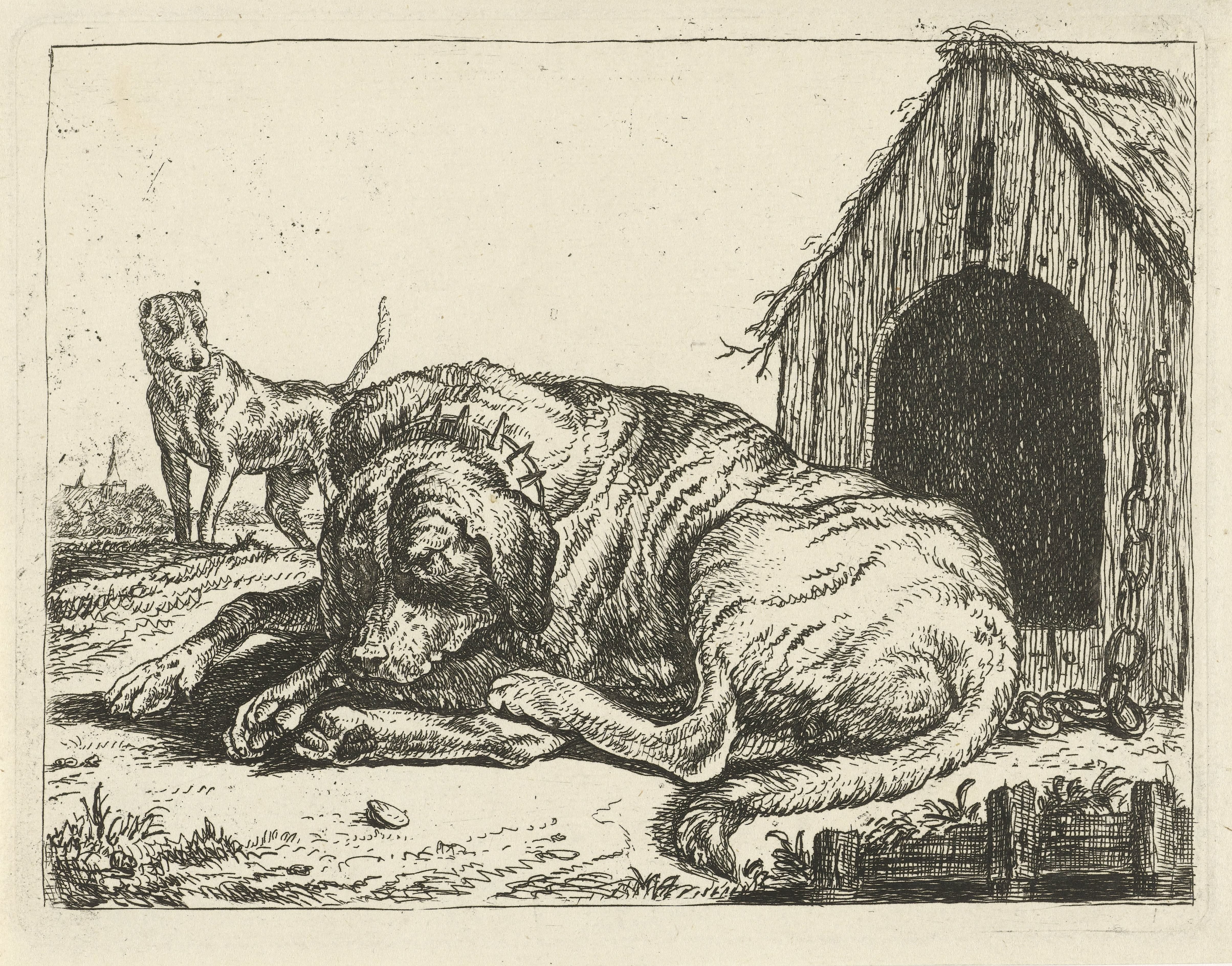 Liggende hond aan een ketting