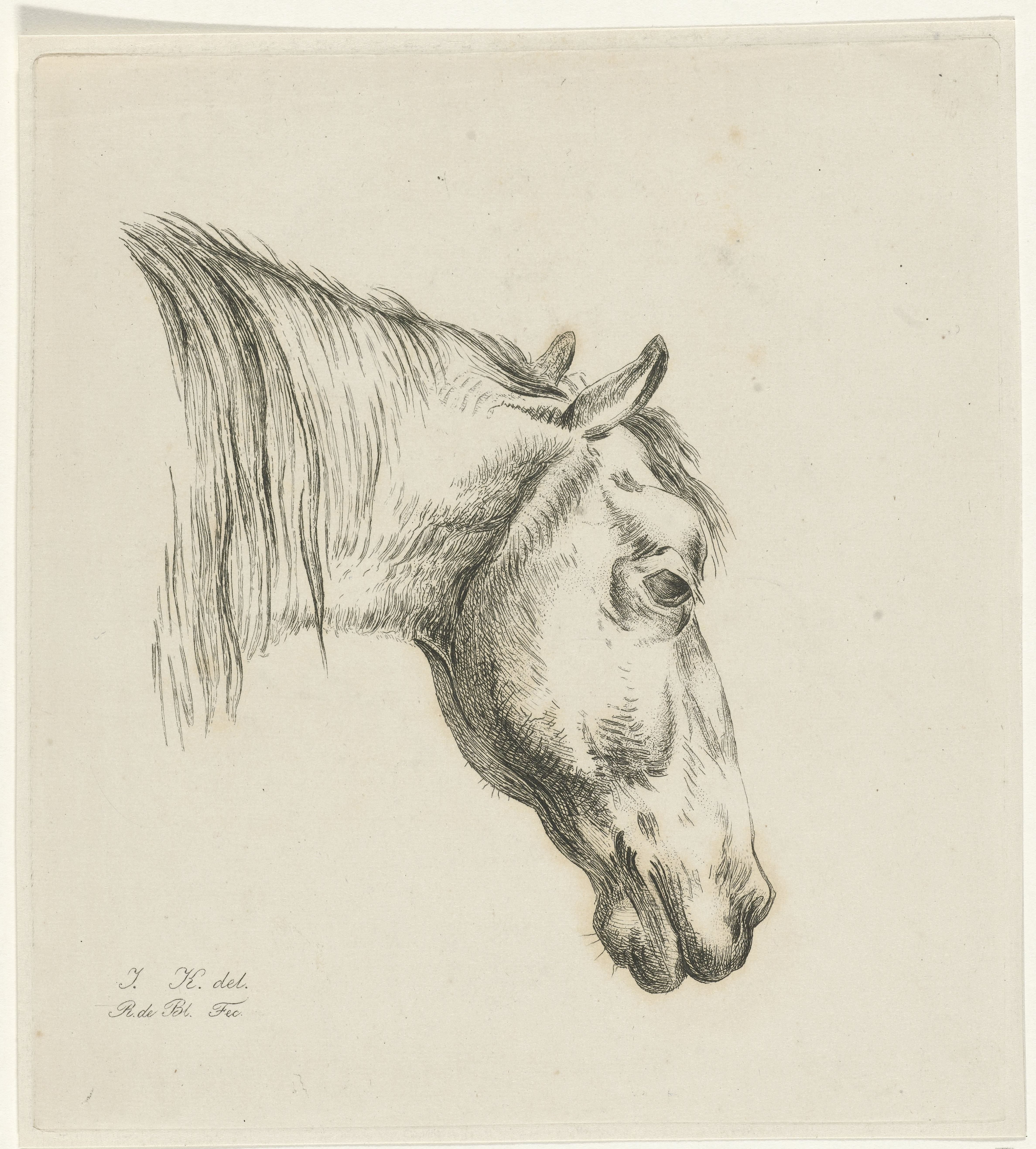 Hoofd van een paard