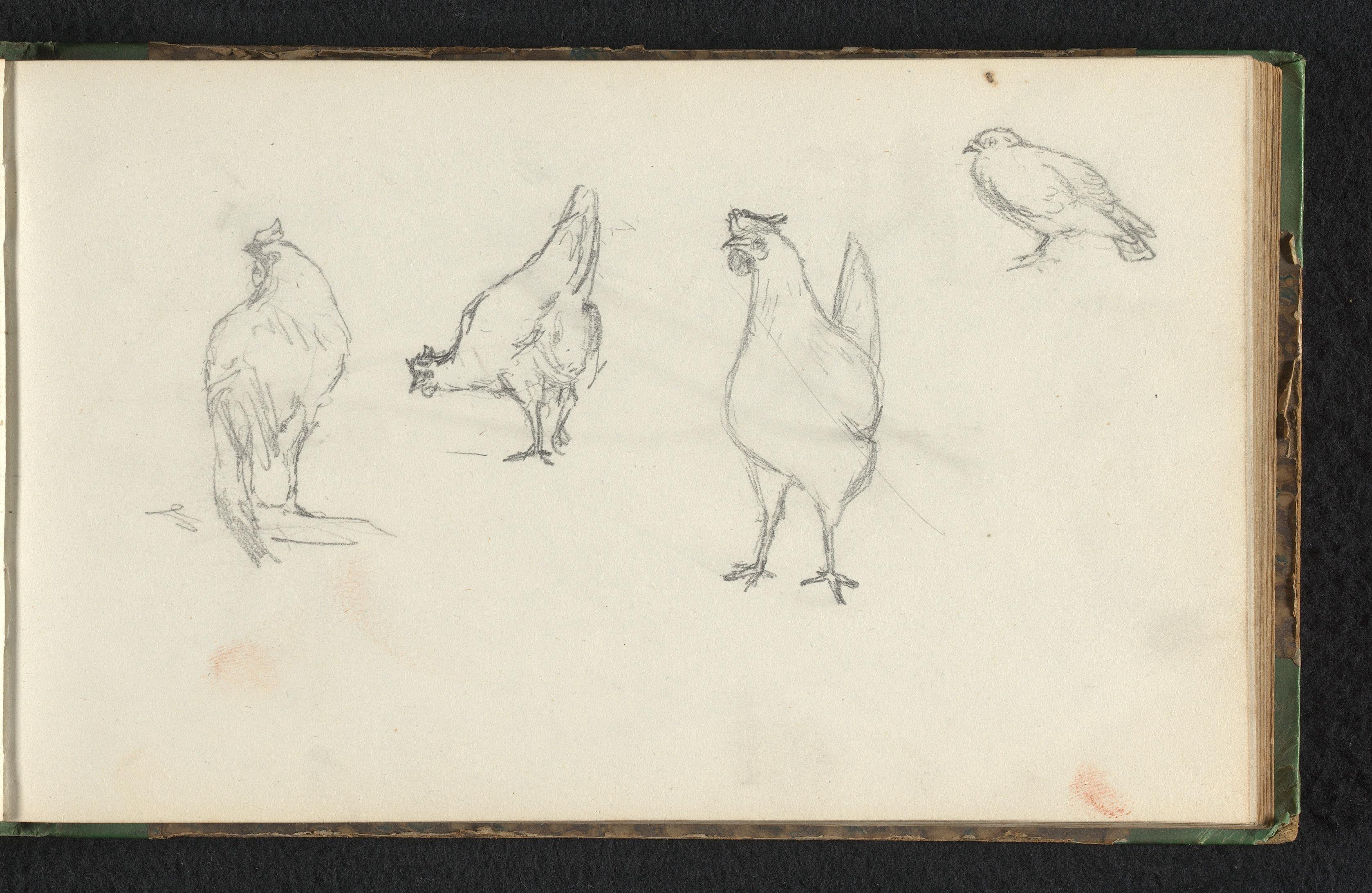 Drie kippen en een duif