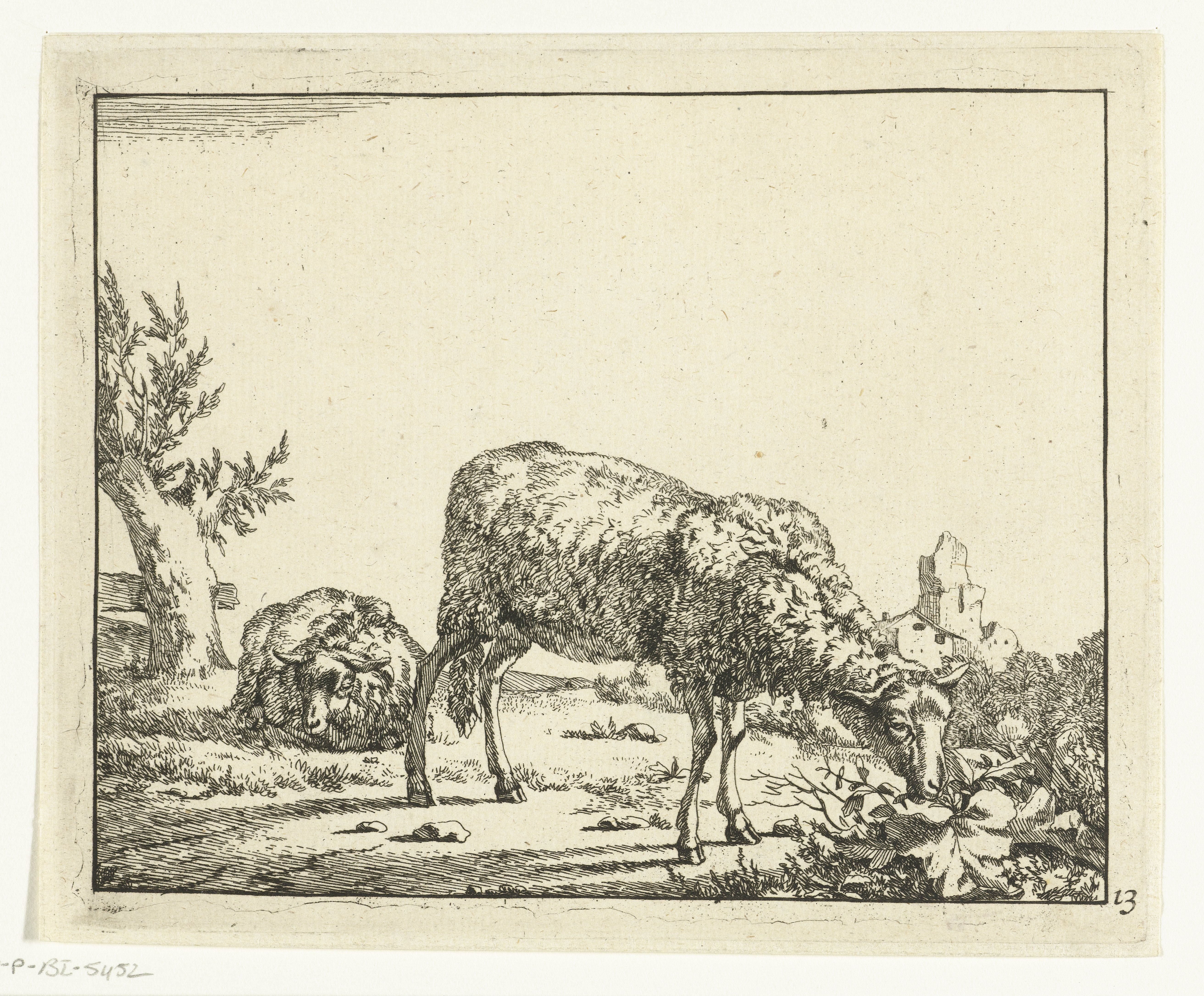 Grazend schaap en liggend schaap bij hek