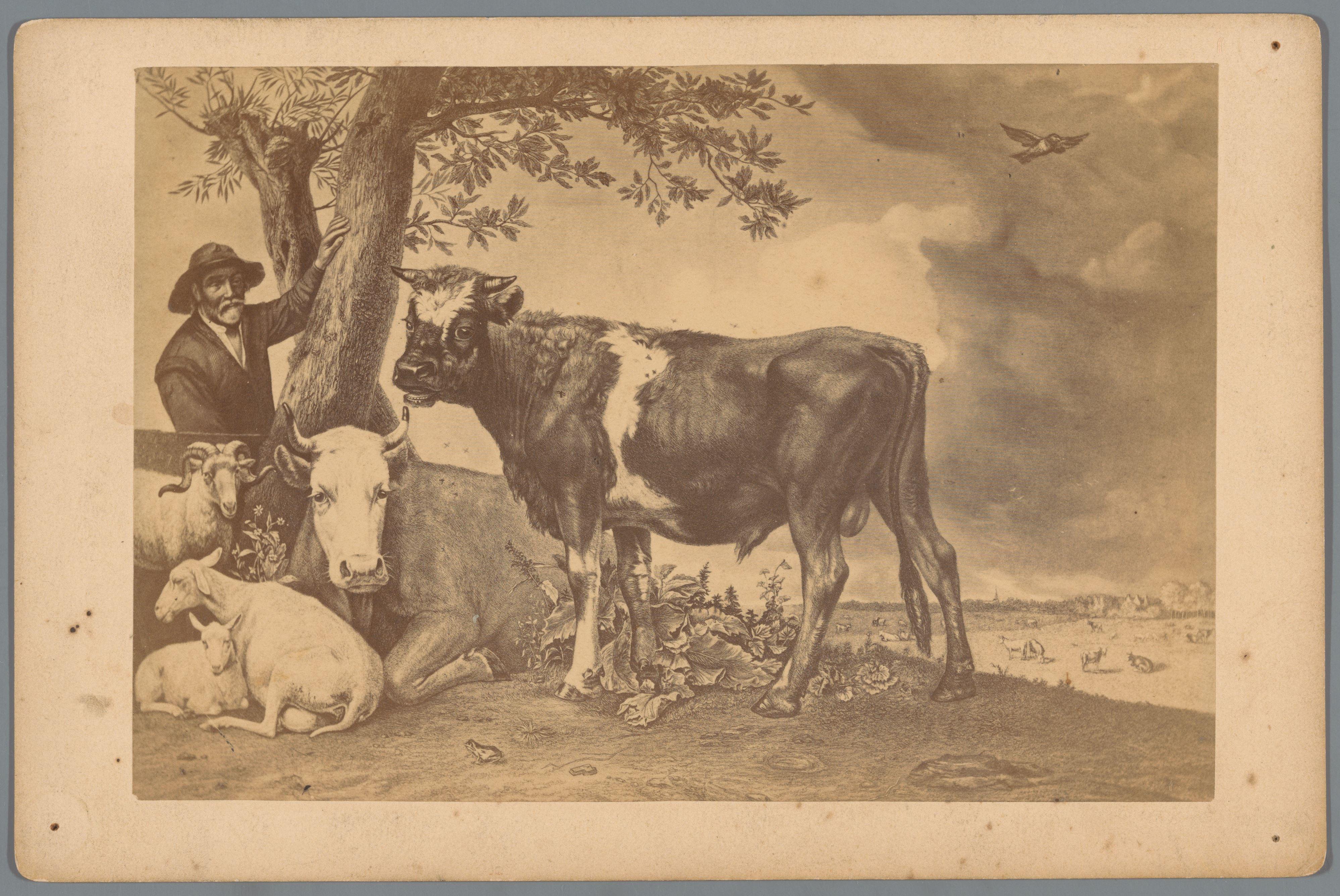 Fotoreproductie van een prent naar het schilderij De jonge stier door Paulus Potter