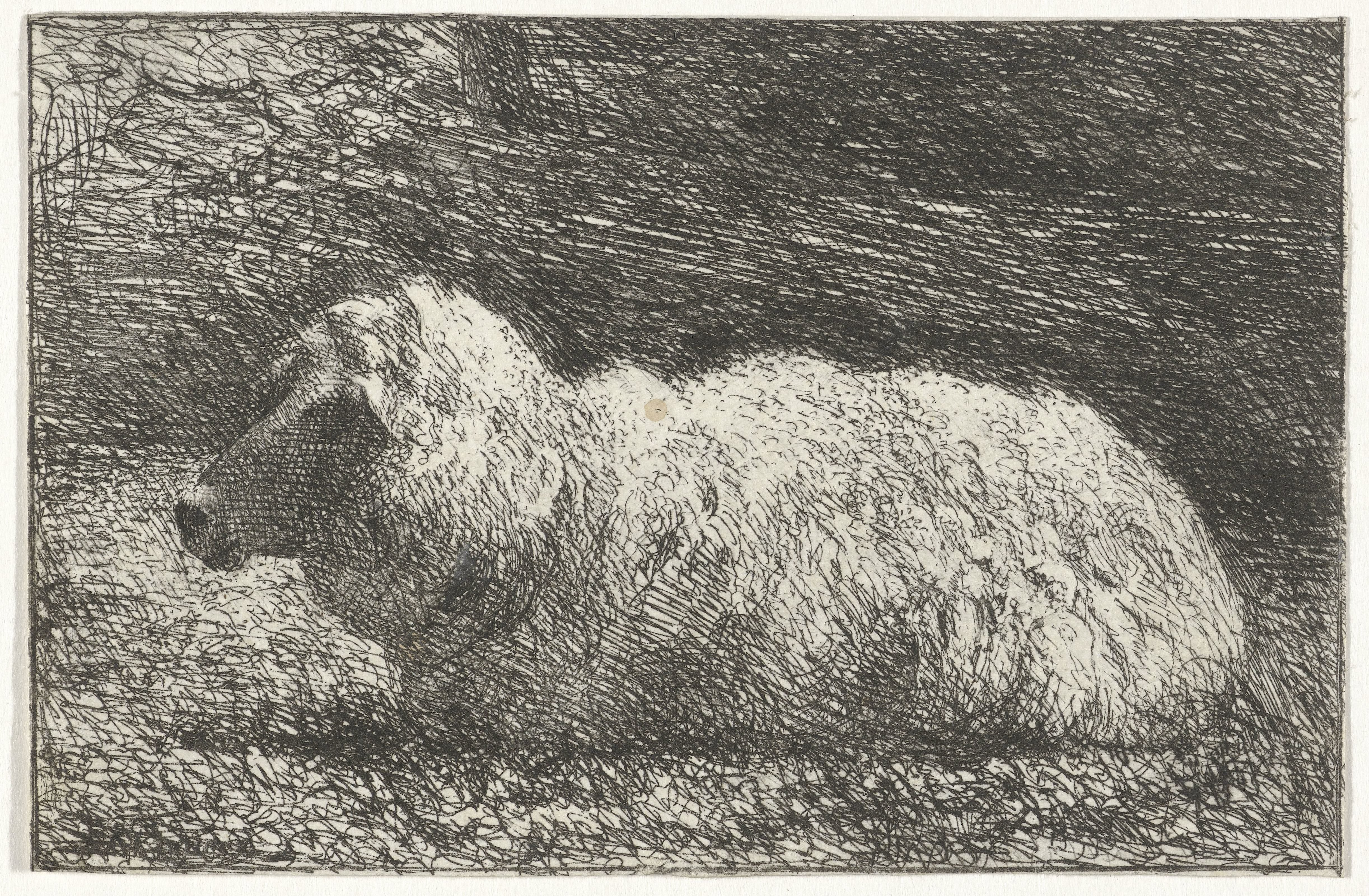 Liggend schaap