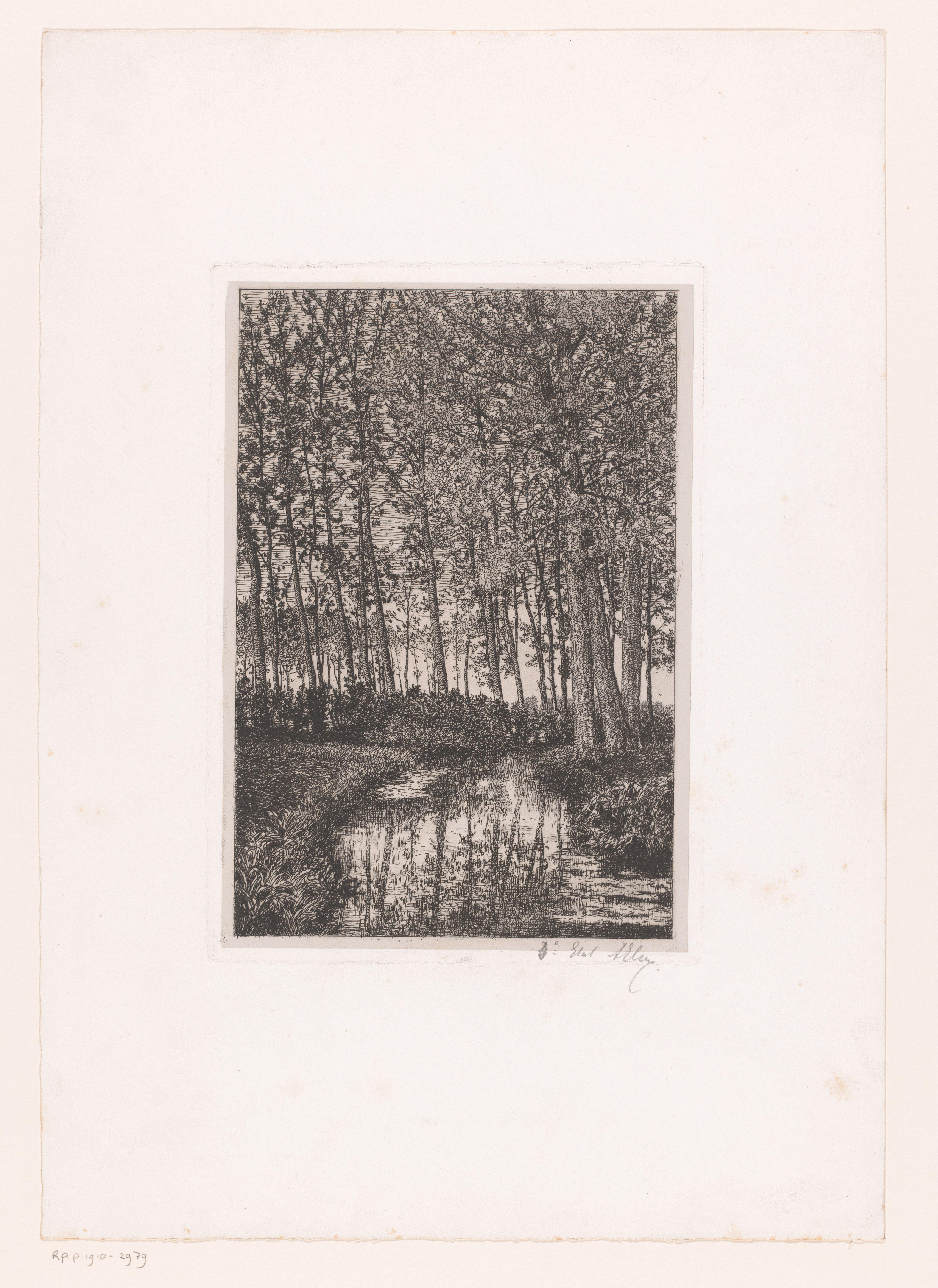 Hoge bomen aan het water