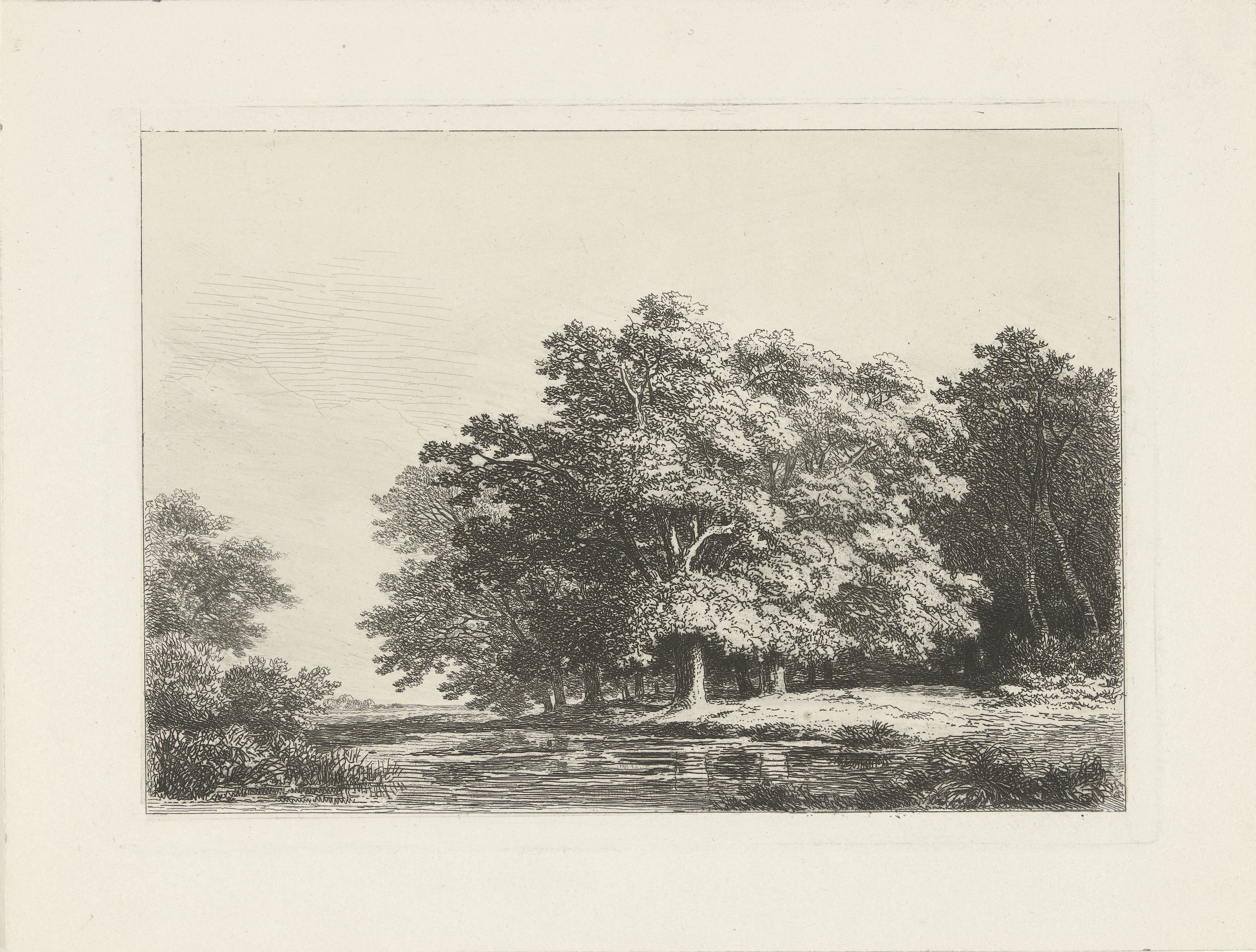 Bomen aan het water