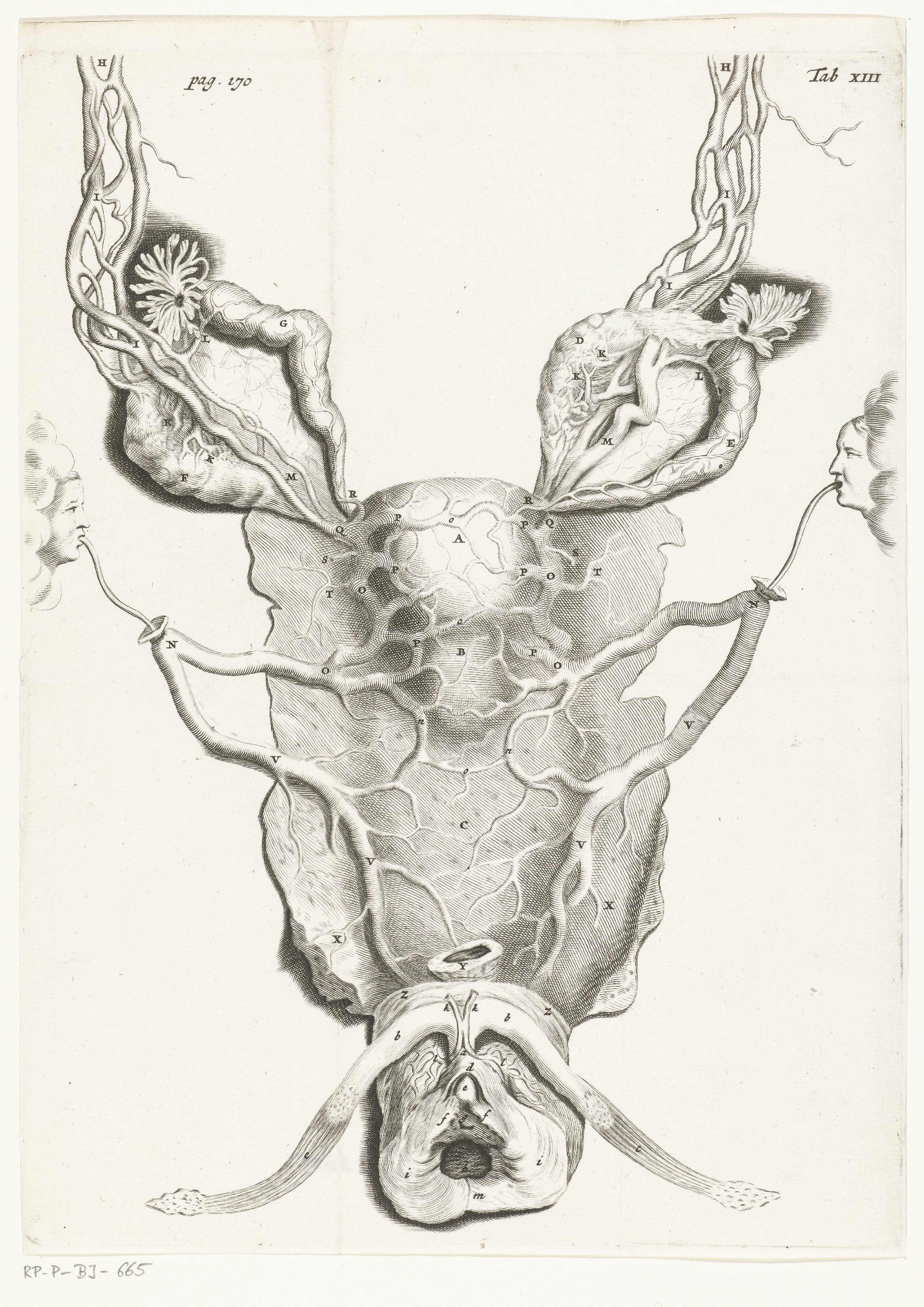 Baarmoeder (uterus) in vergrote vorm