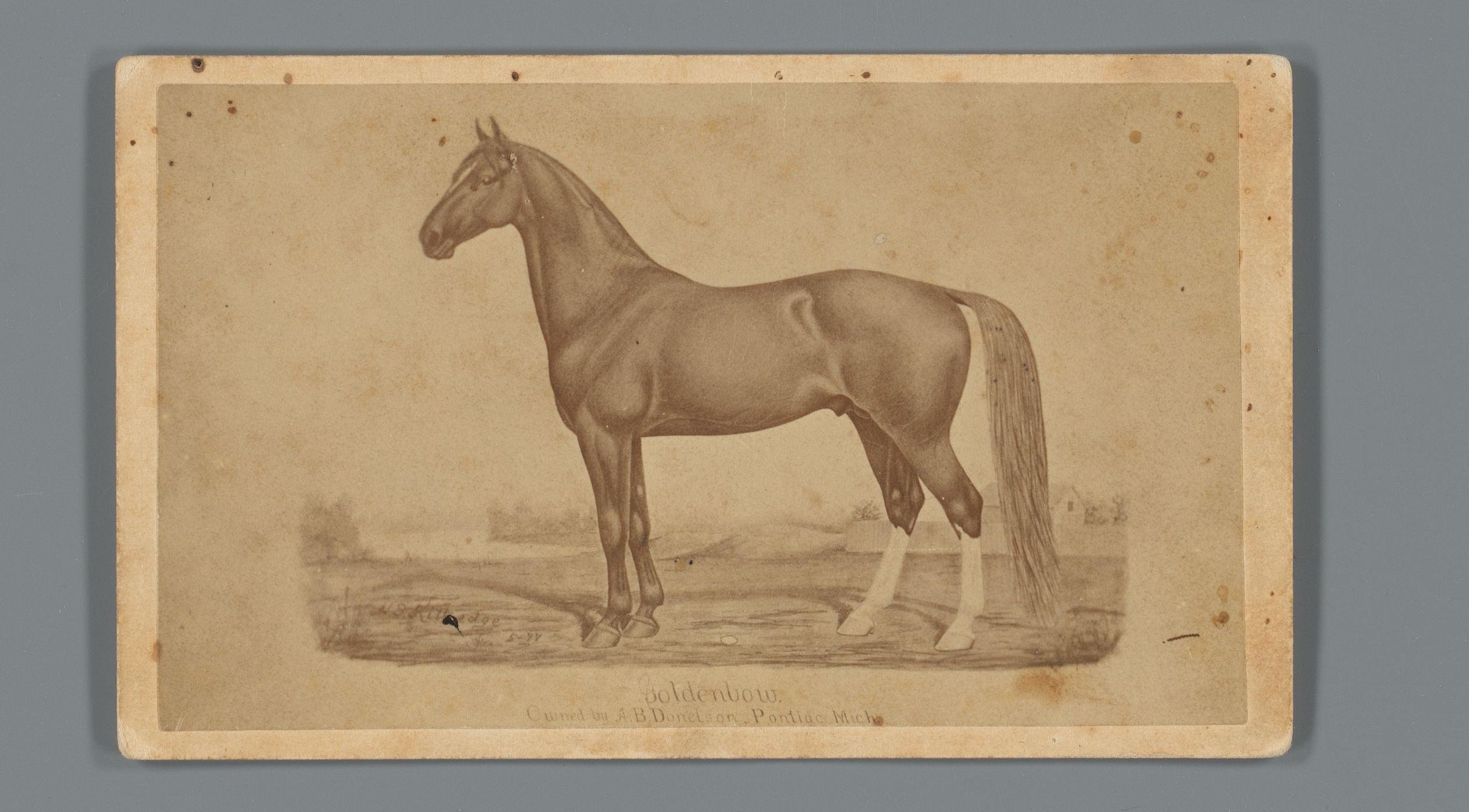 Fotoreproductie van een getekend paard genaamd Goldenbow aangeboden door A.B. Donelson in Pontiac, Michigan