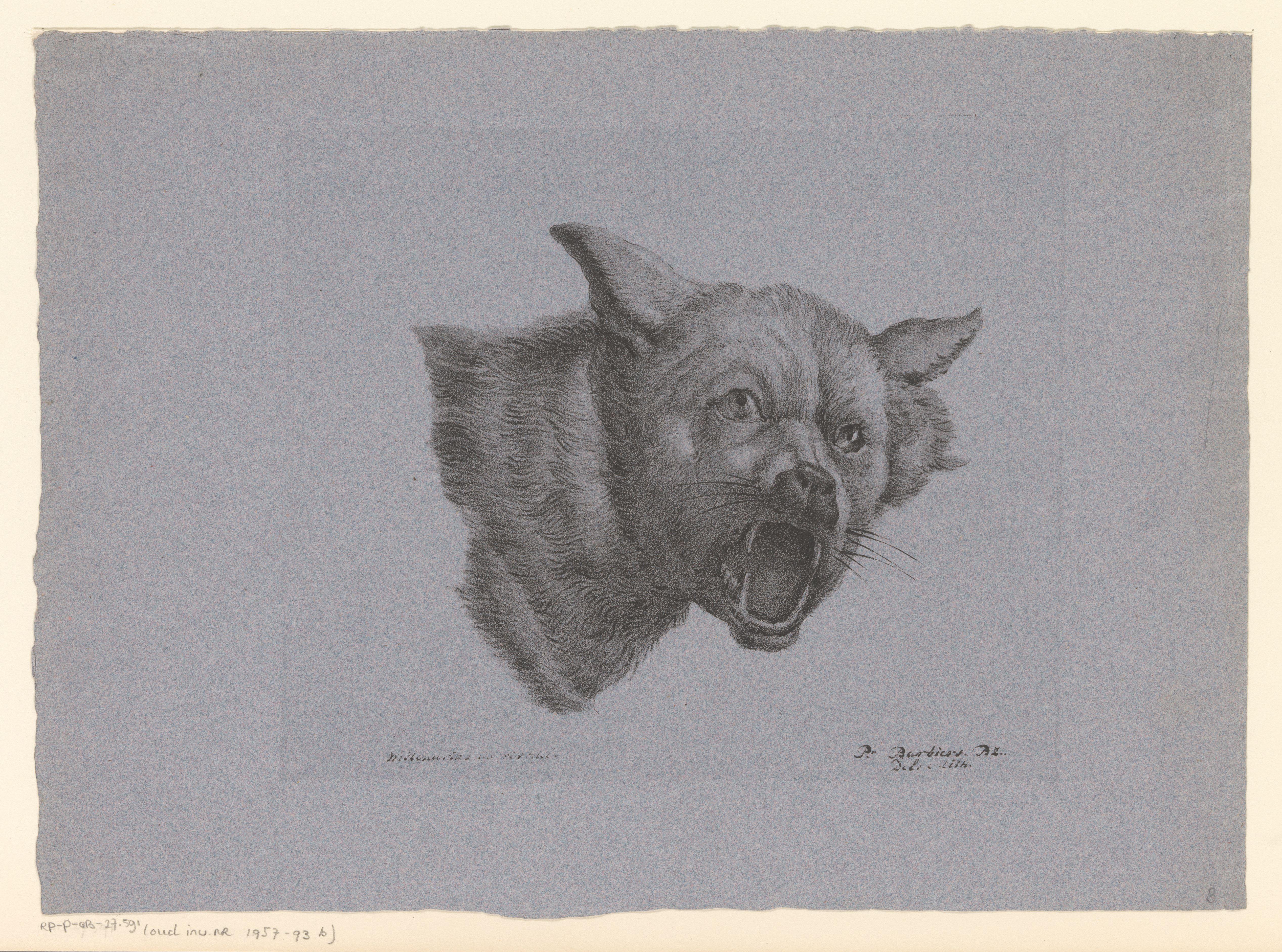 Kop van een wolf of hond
