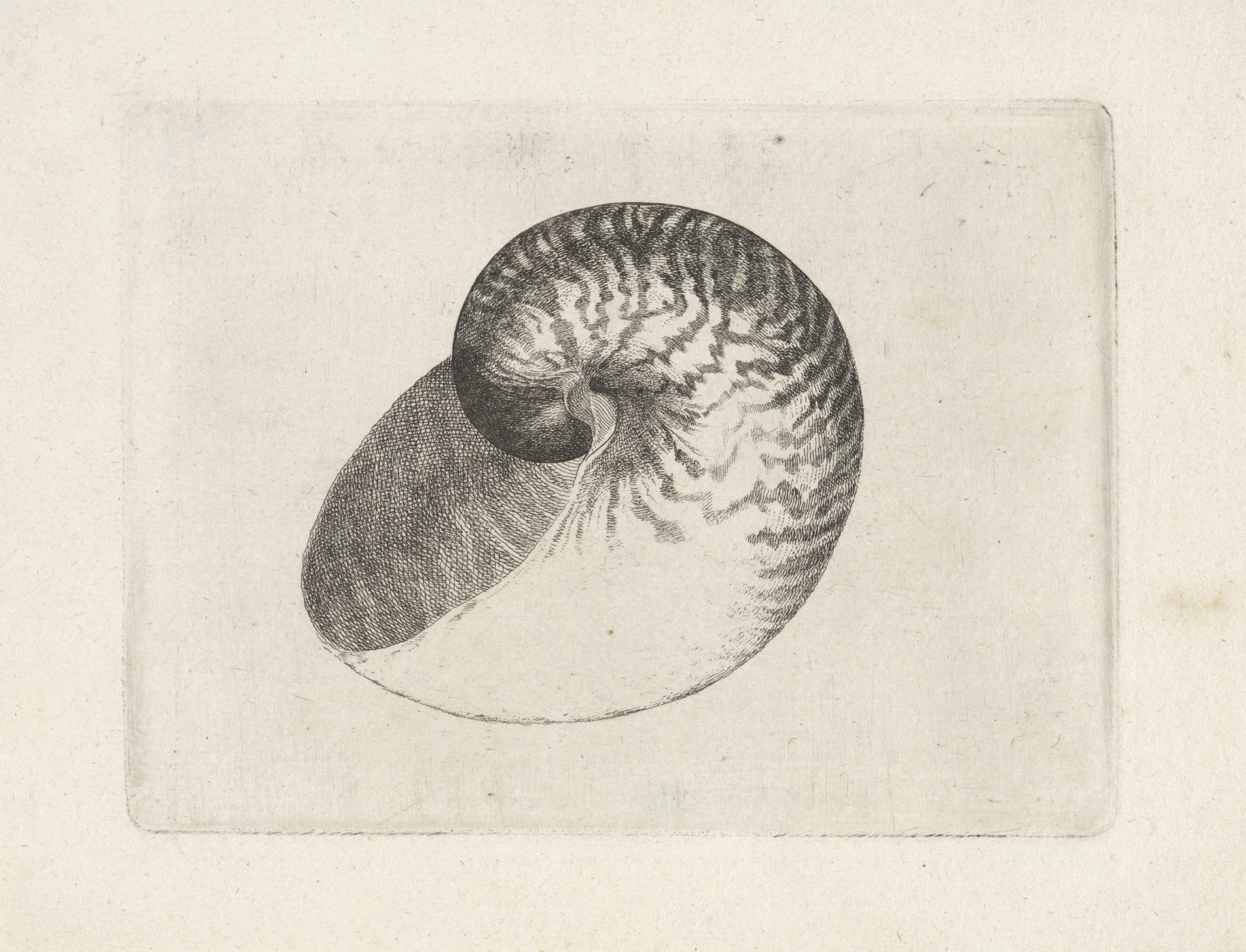 Schelp, nautilus pompilius