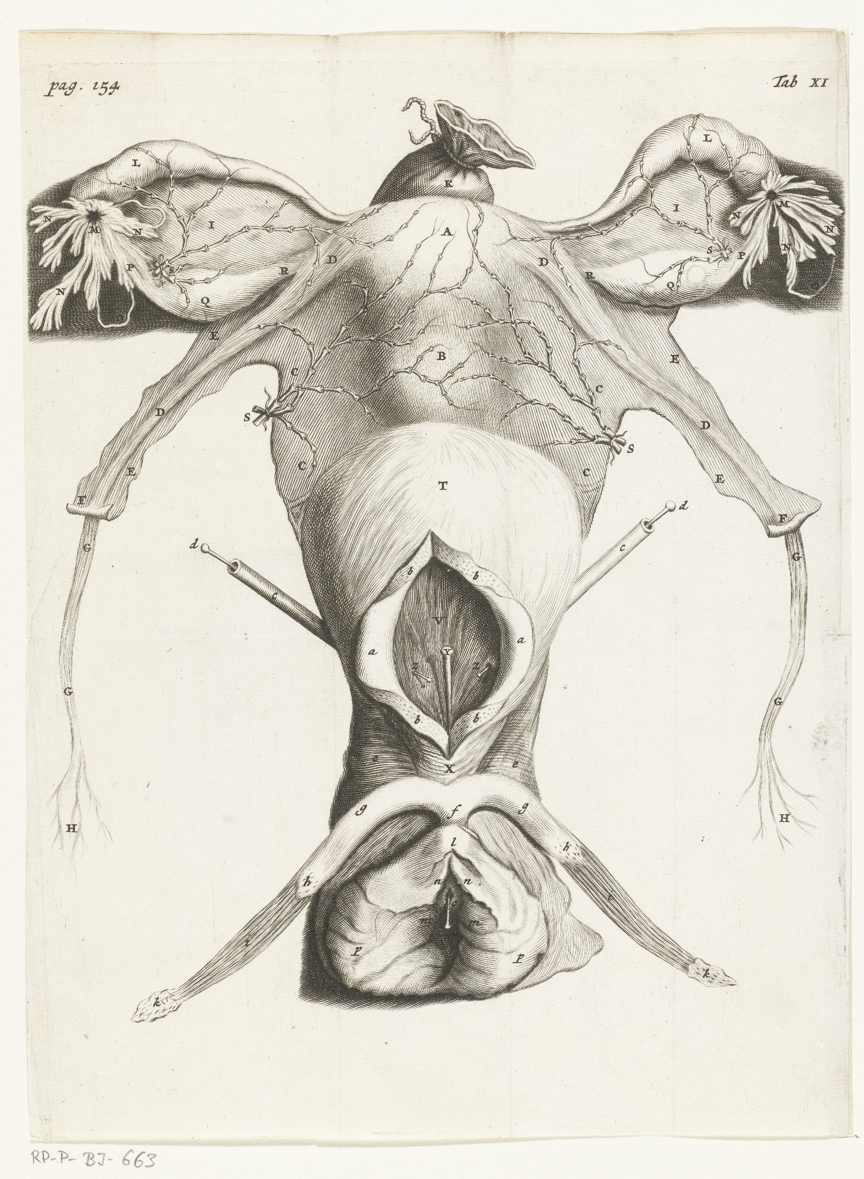 Anatomical Illustration of the female genitalia