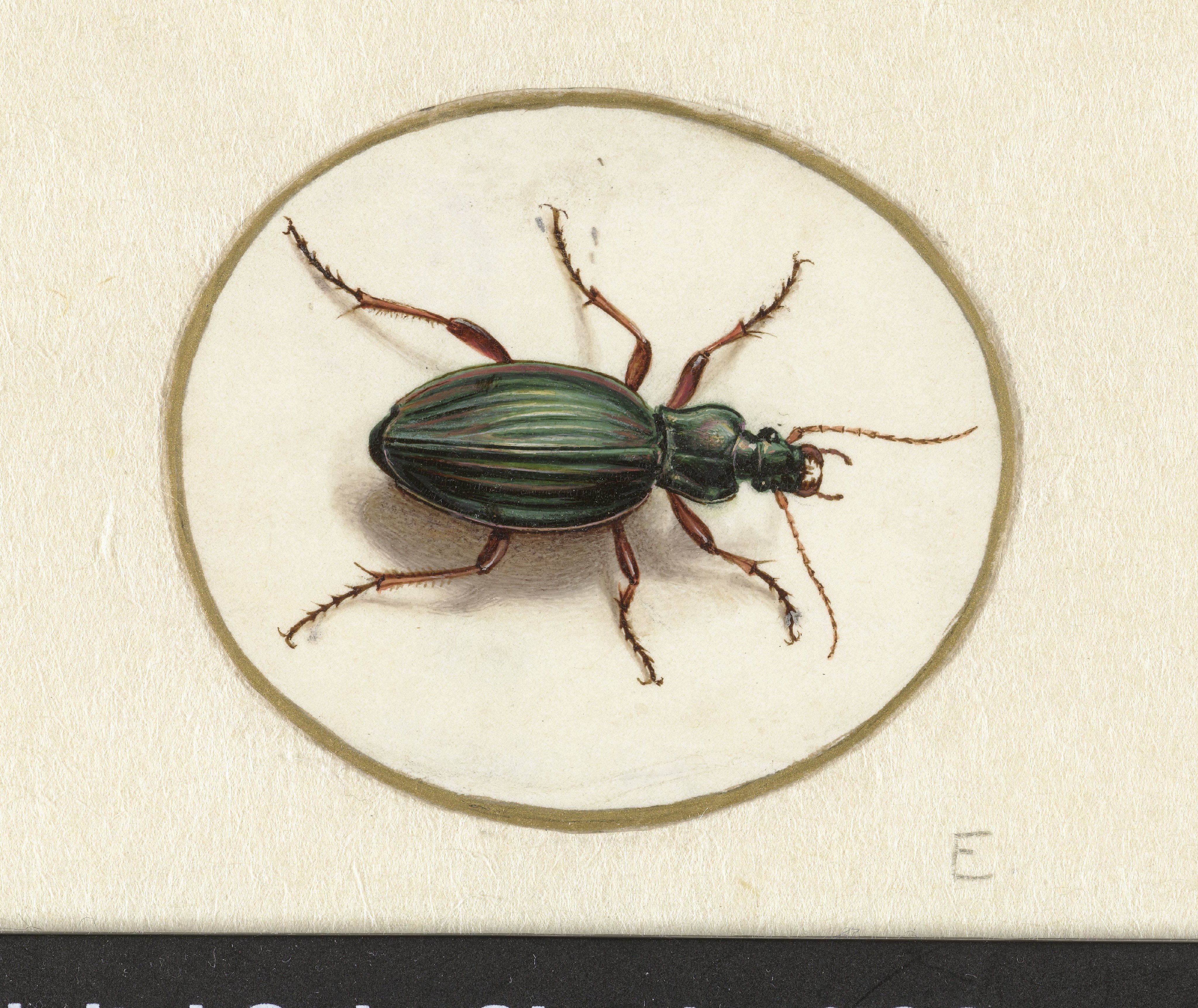 Beetle