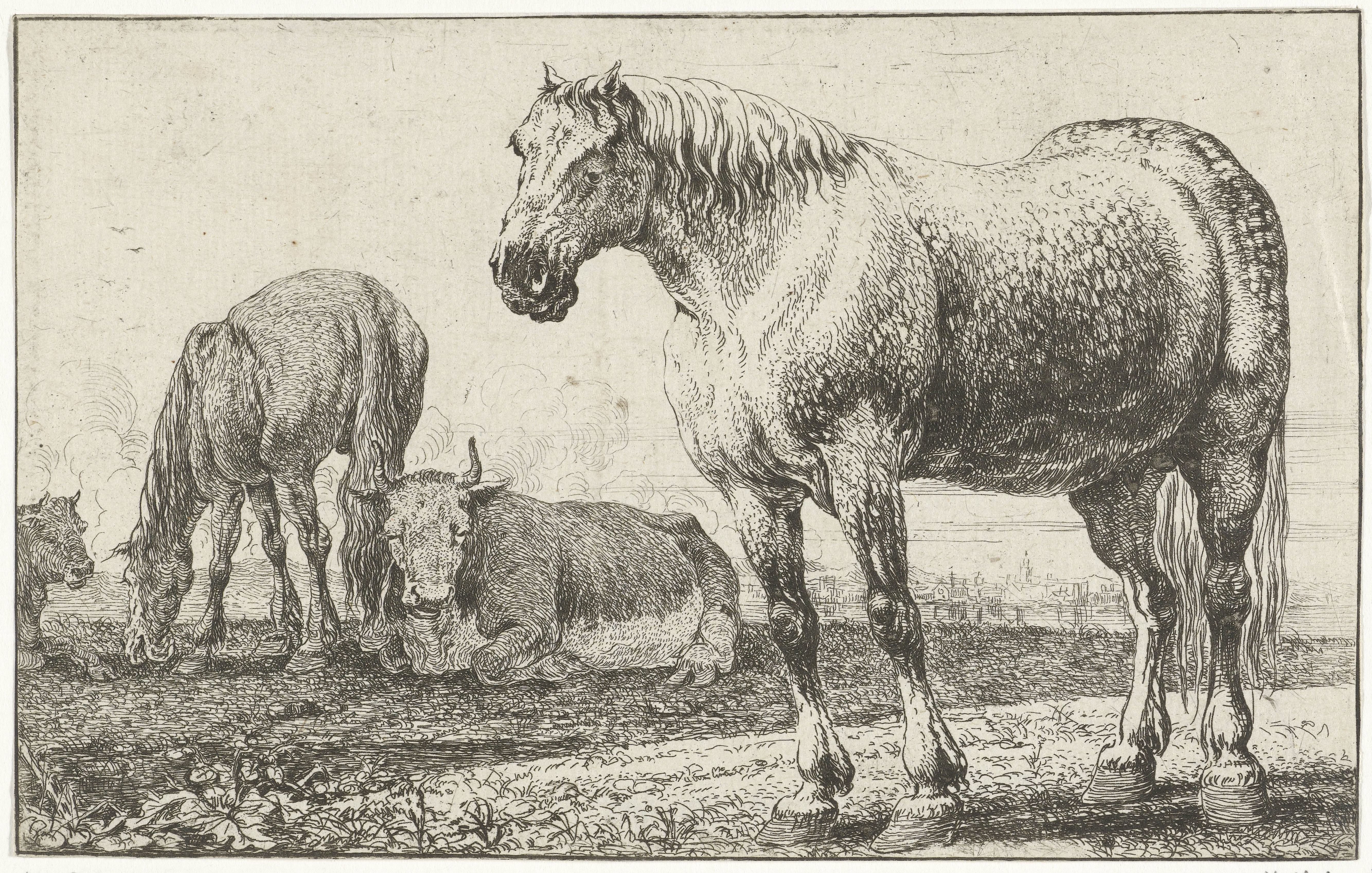 Paarden en koeien