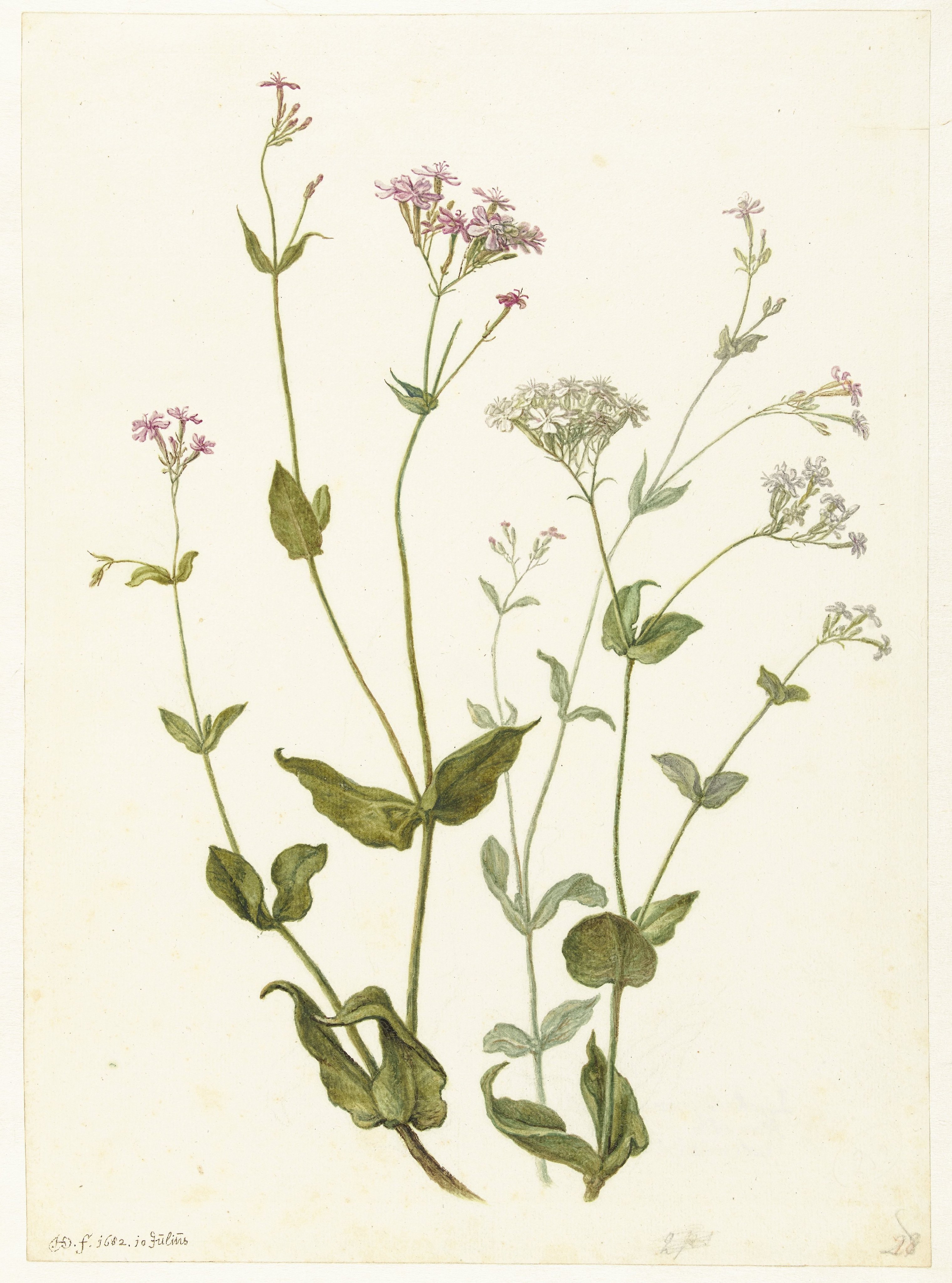 Bladder Senna and Sticky Catchfly
