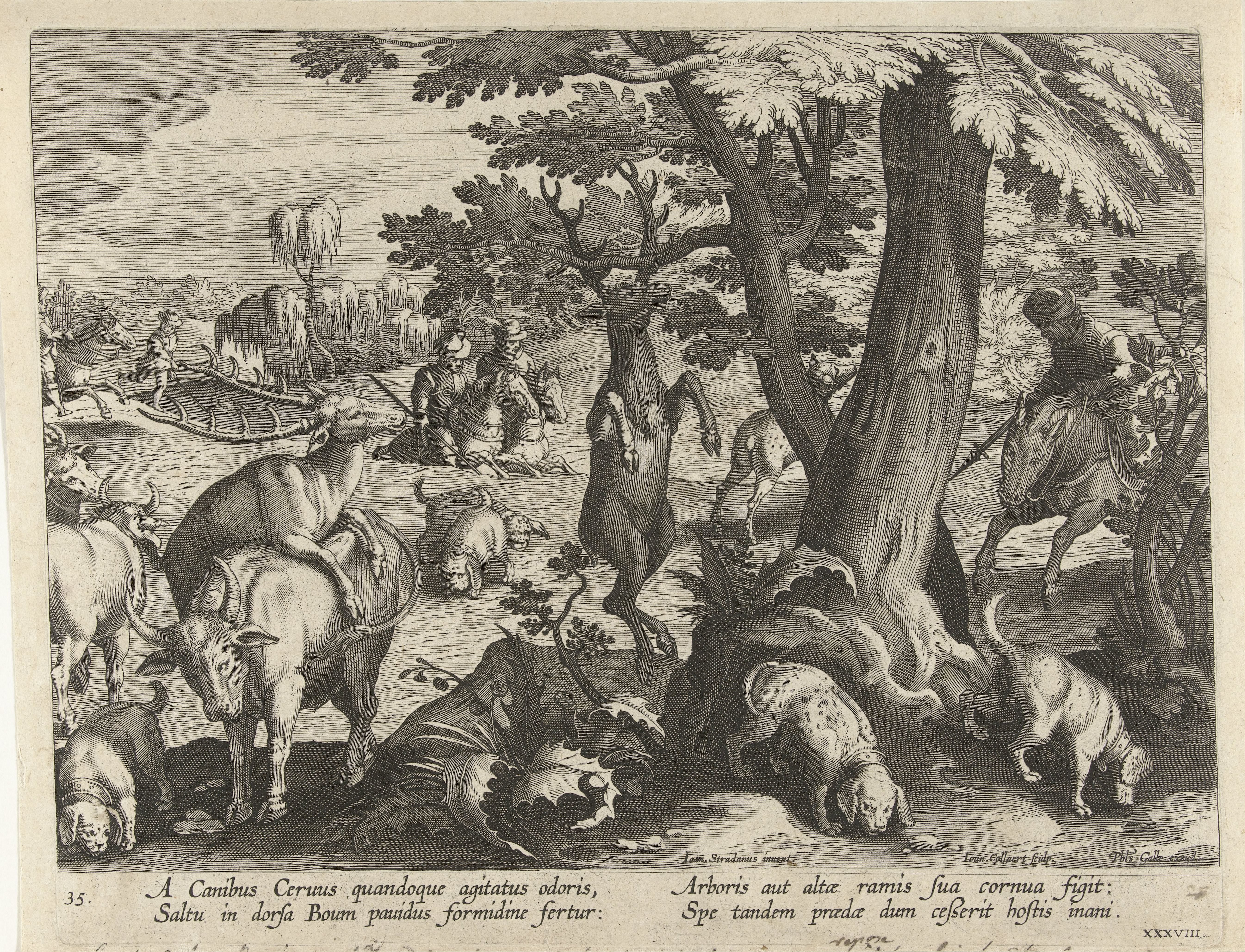 Hertenjacht met honden