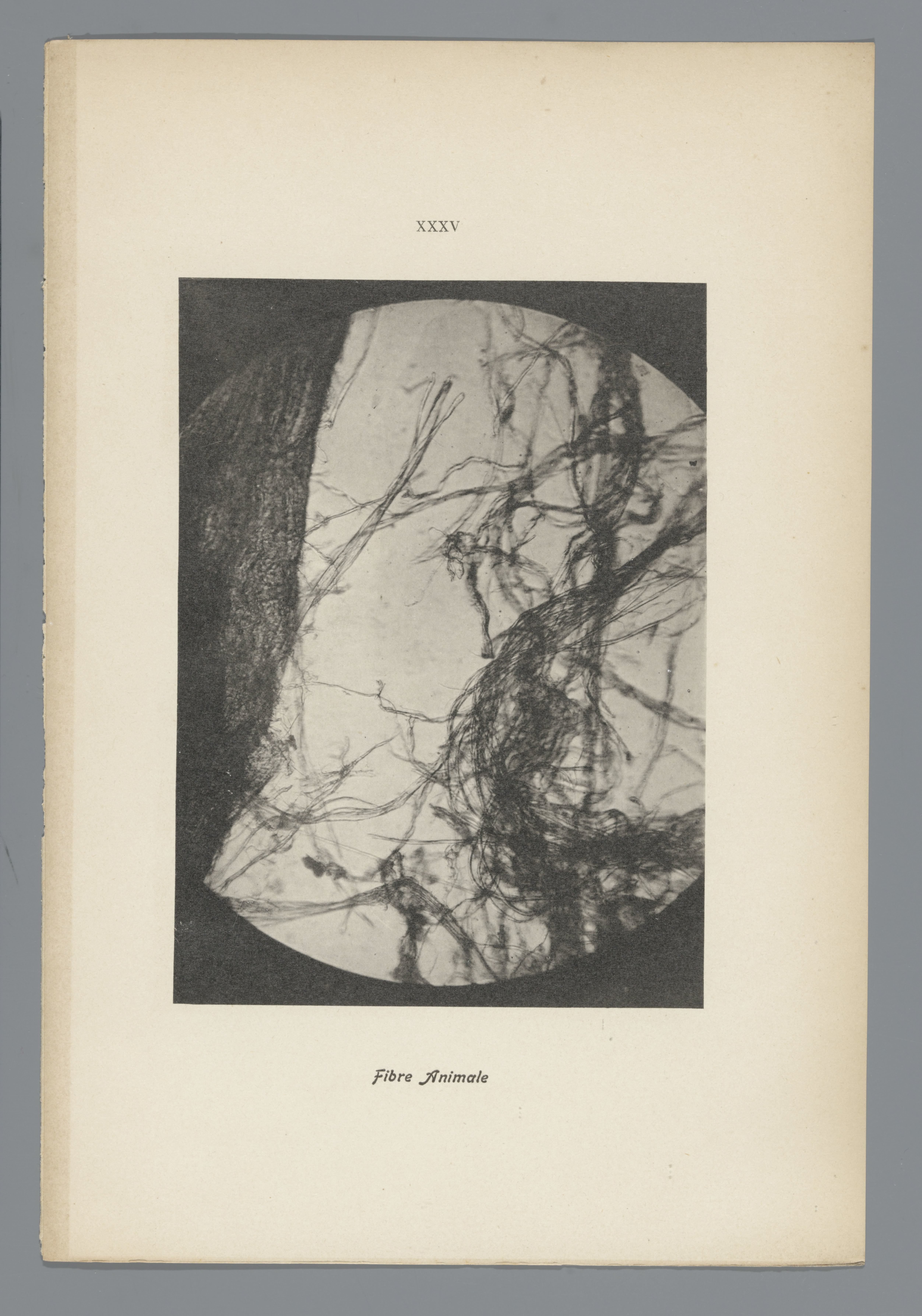 Microfoto’s van papiervezels