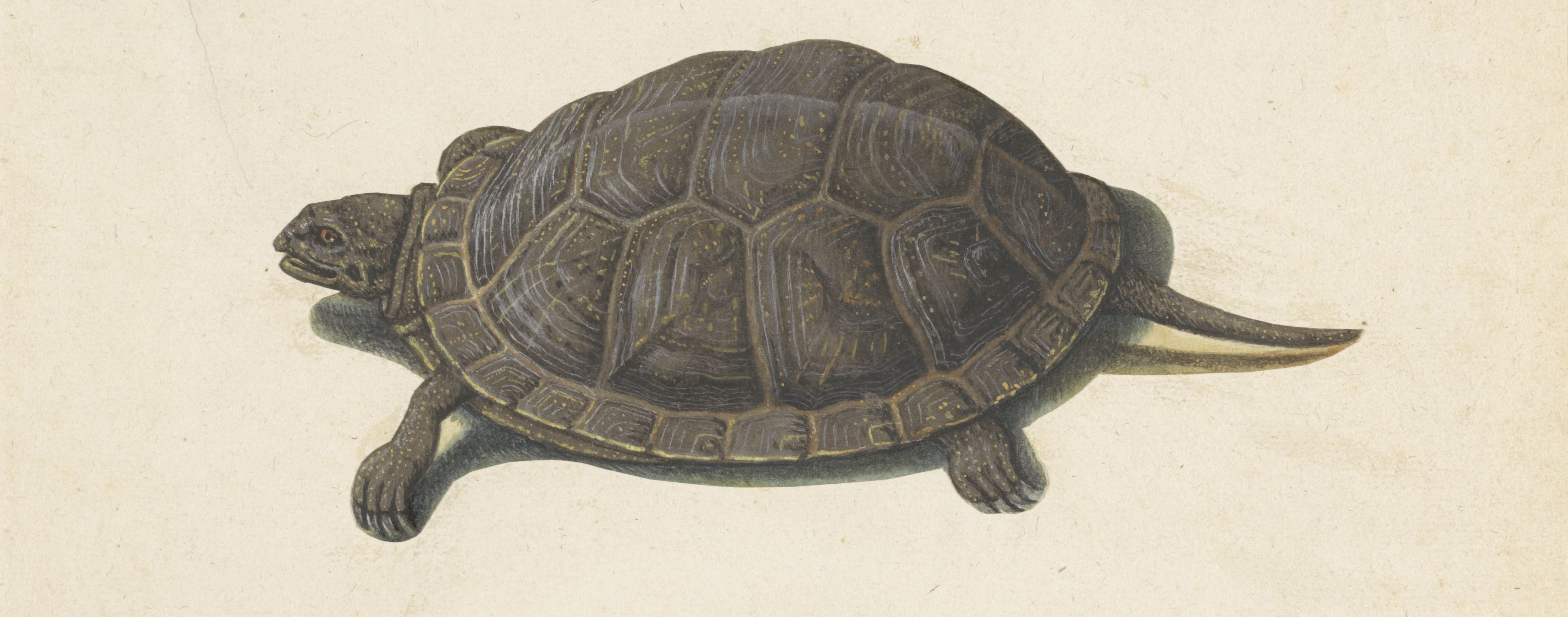 Moerasschildpad