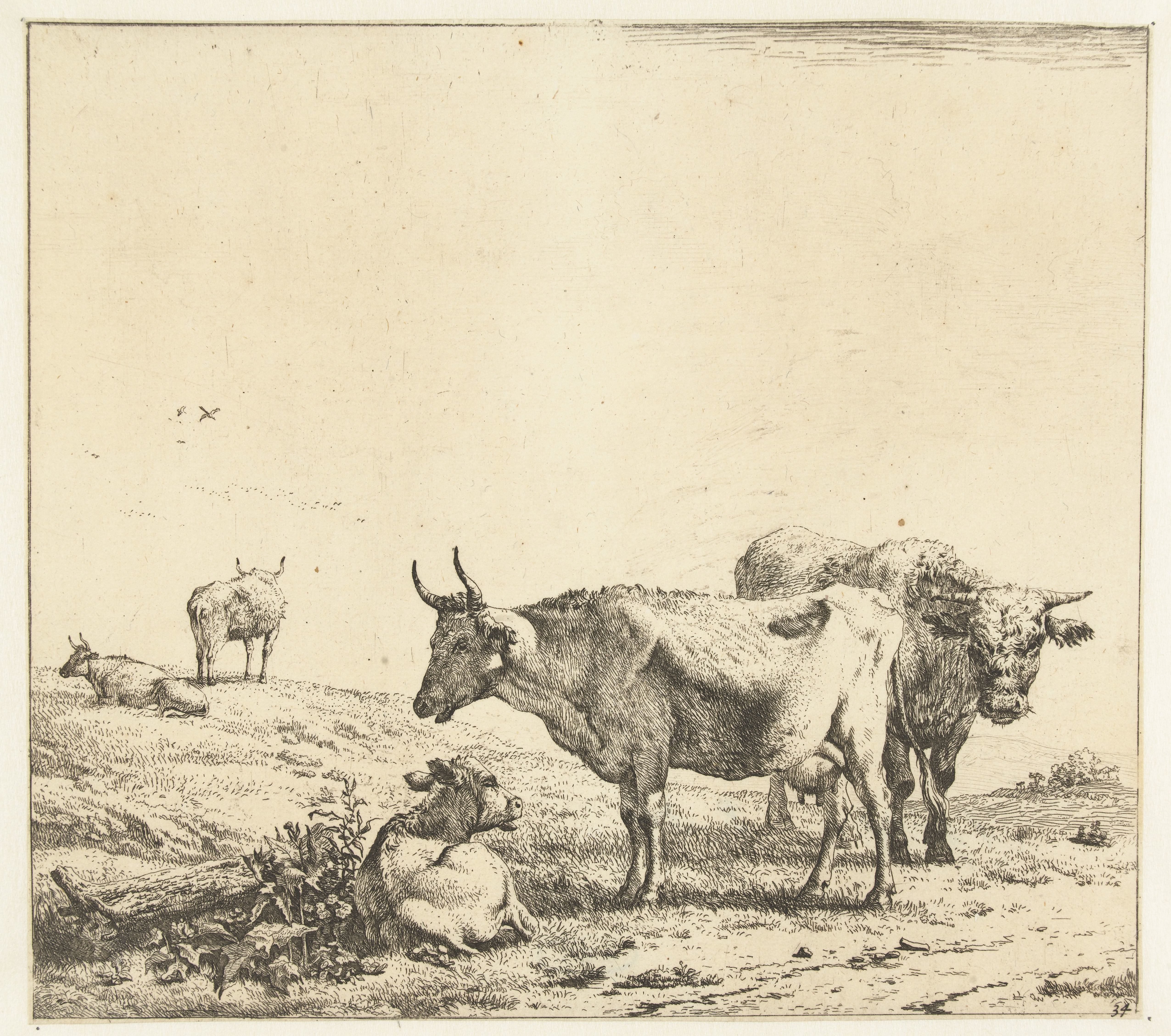 De koe, de stier en het kalf