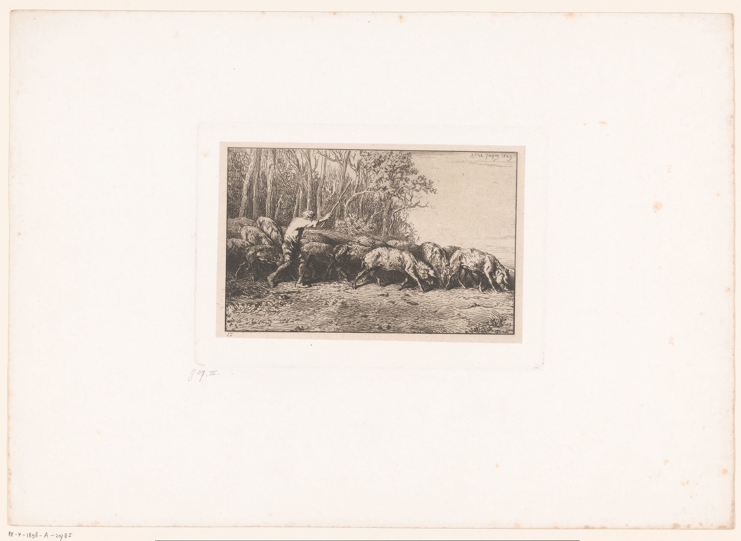 Boer drijft zijn kudde varkens het bos uit
