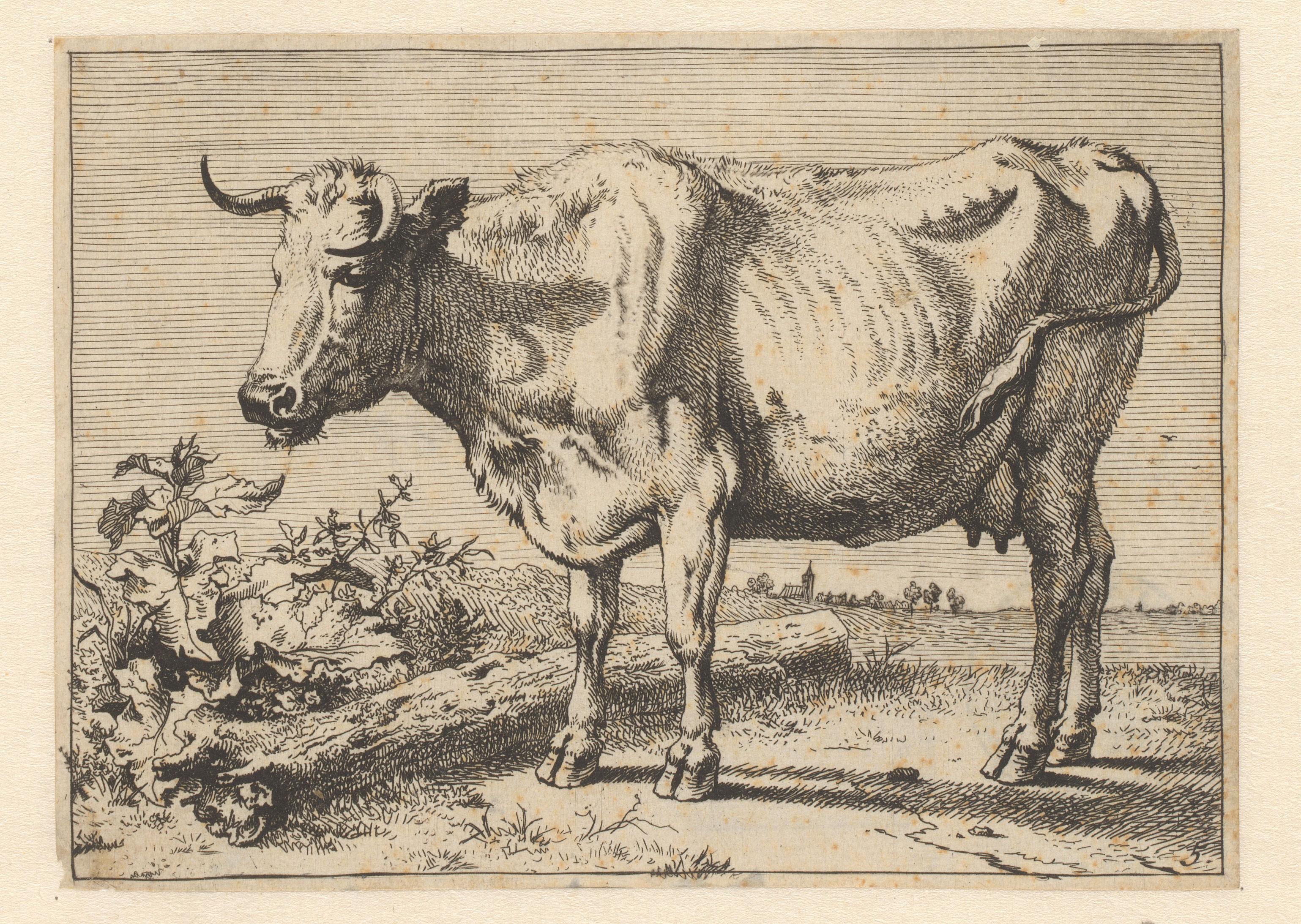 Koe met gedraaide hoorn