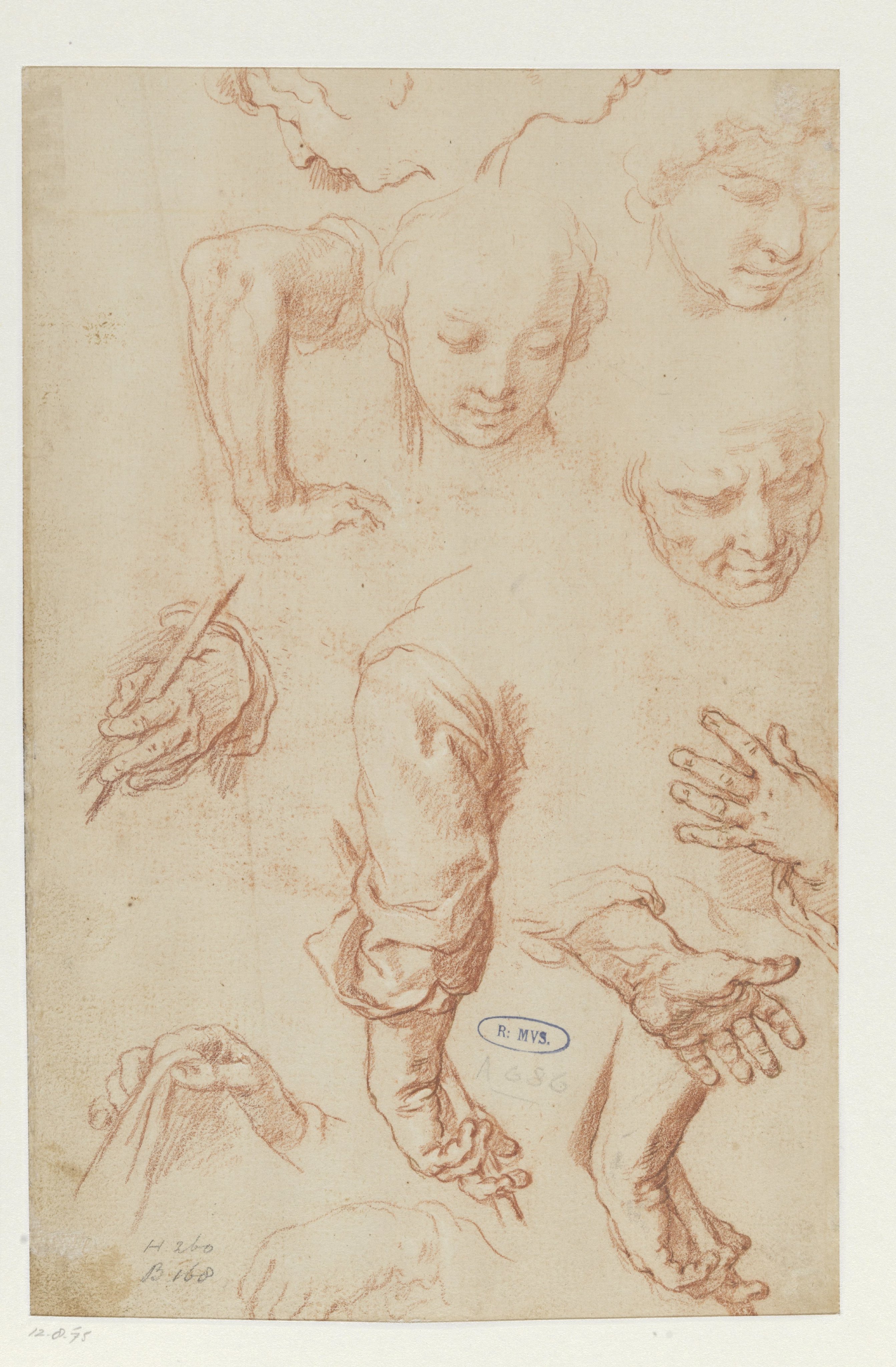 Studies of Arms, Hands and Heads
