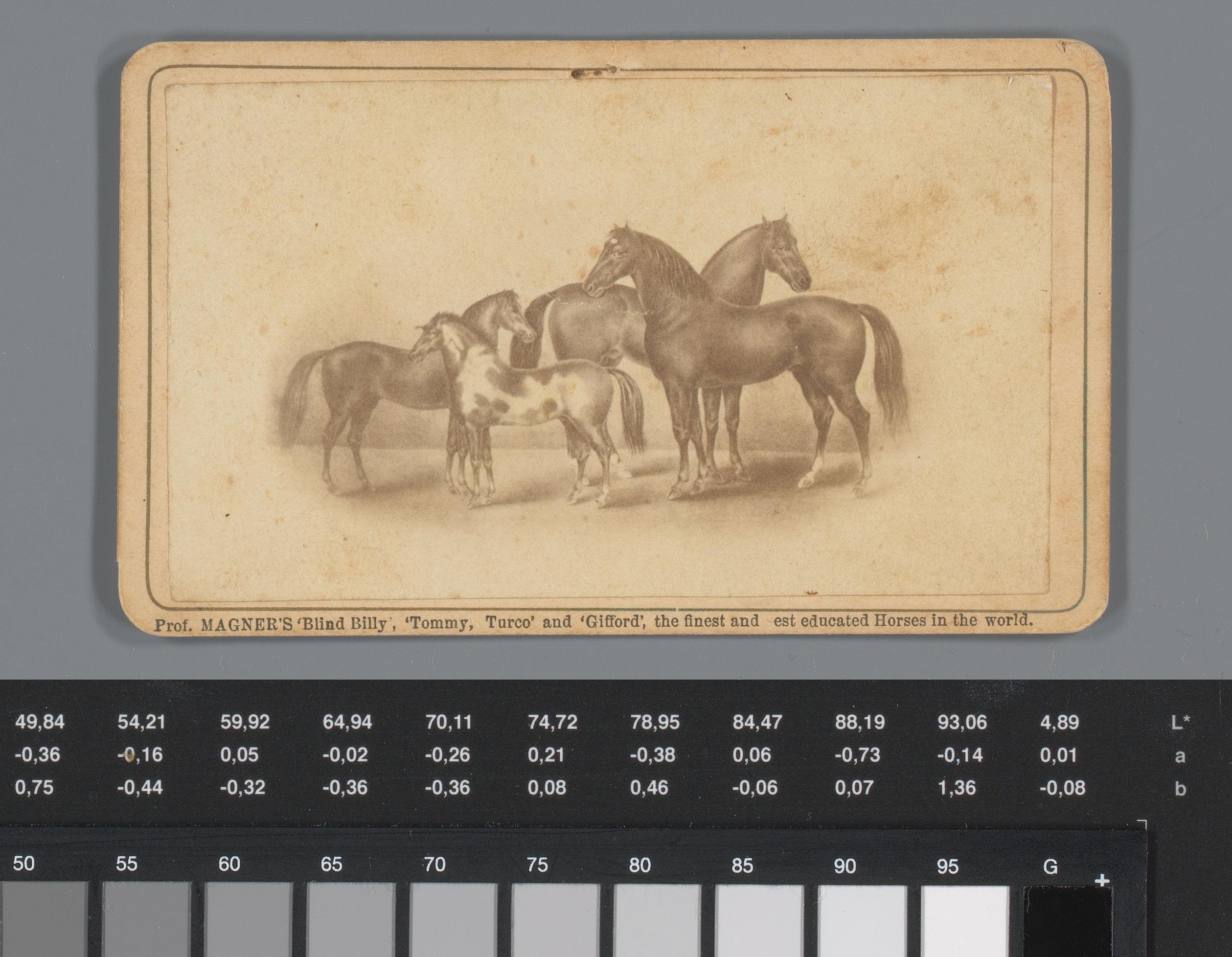 Reclame voor paardentrainer D. Magner te Jamestown, met gezicht op vier van zijn paarden