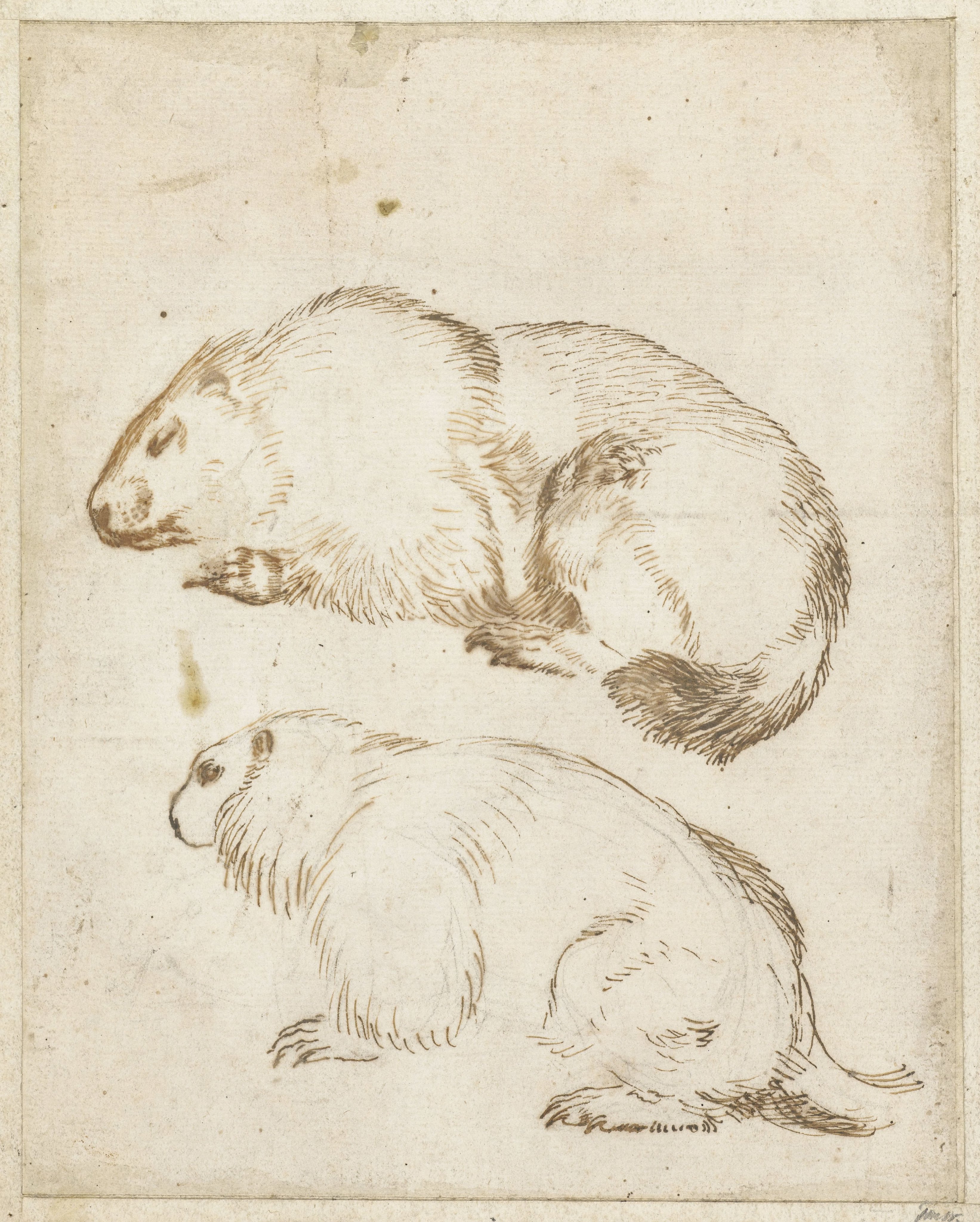 Twee studies van een marmot
