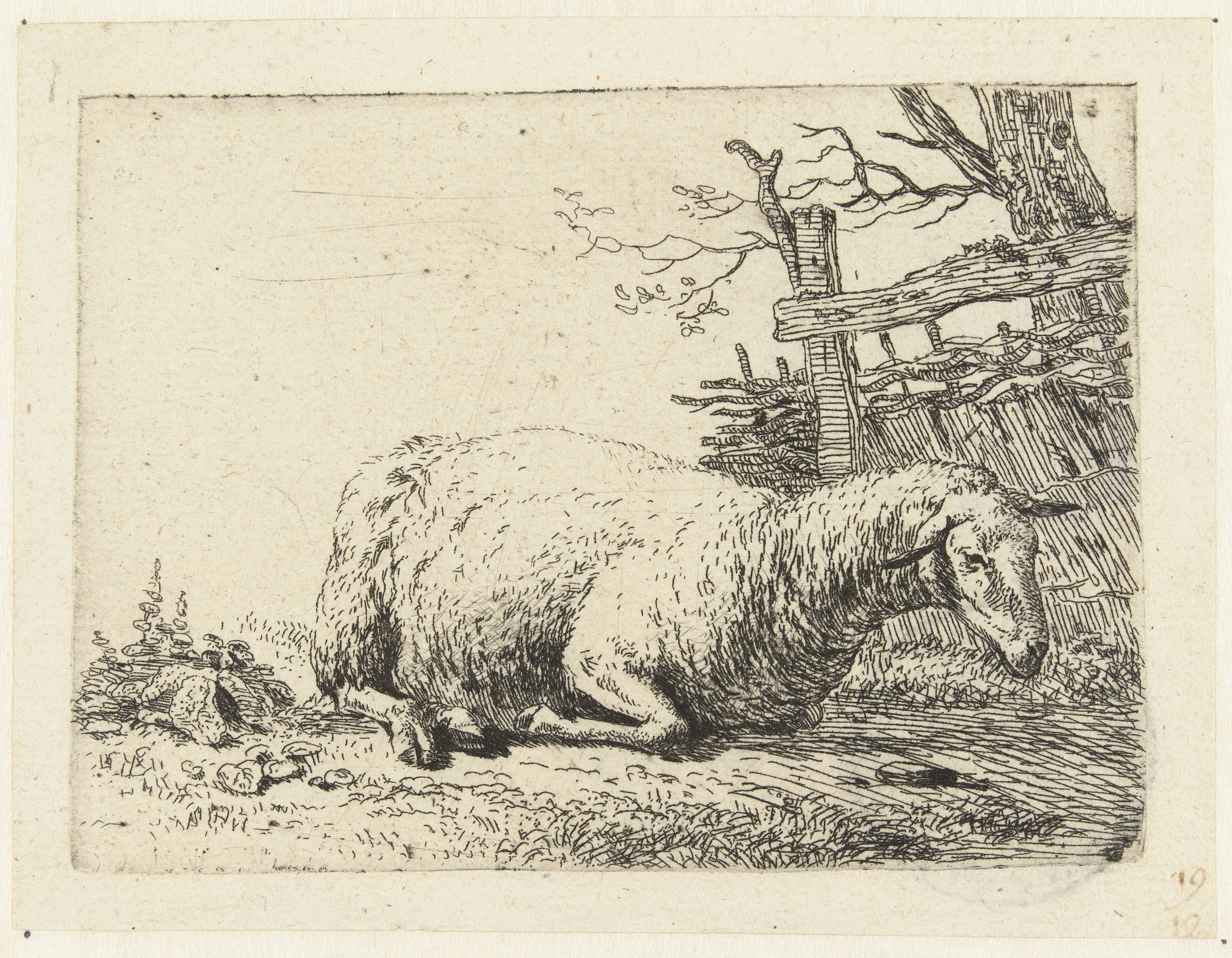 Schaap bij een gevlochten hek
