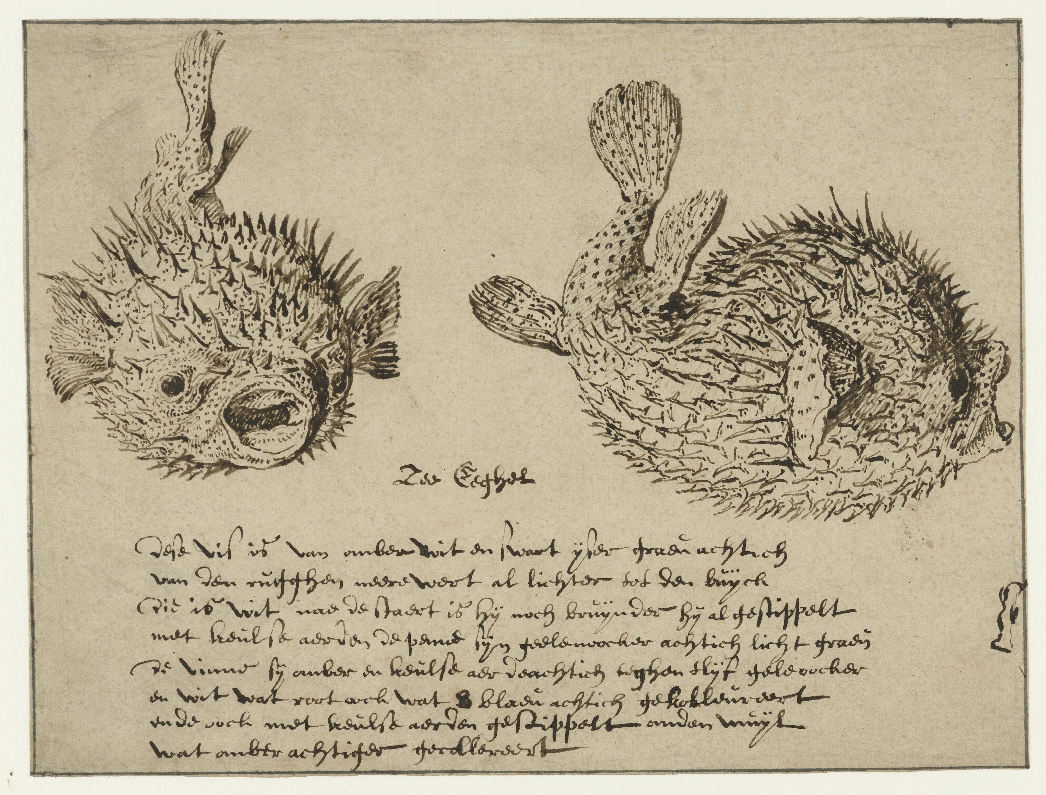 Sea Urchin