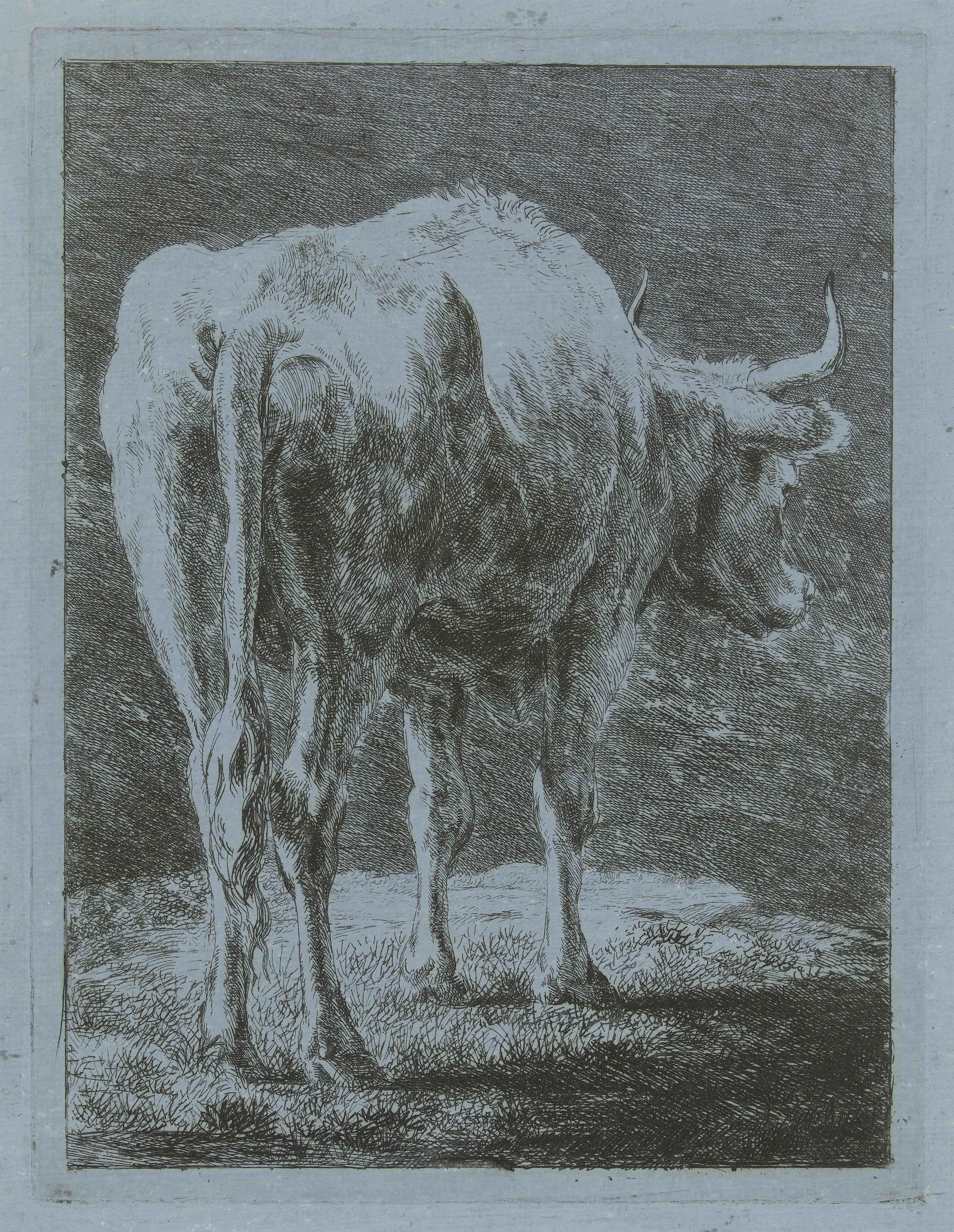 Koe in een landschap